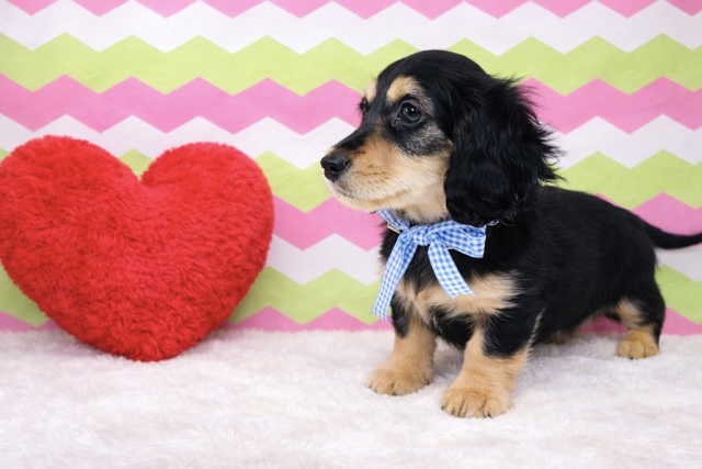 兵庫県のミニチュアダックスフンド(ロング) (ペッツワン神戸深江浜店/2026年1月8日生まれ/男の子/ブラックタン)の子犬の3枚目の画像