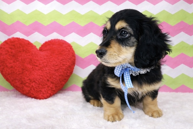 兵庫県のミニチュアダックスフンド(ロング) (ペッツワン神戸深江浜店/2026年1月8日生まれ/男の子/ブラックタン)の子犬の2枚目の画像