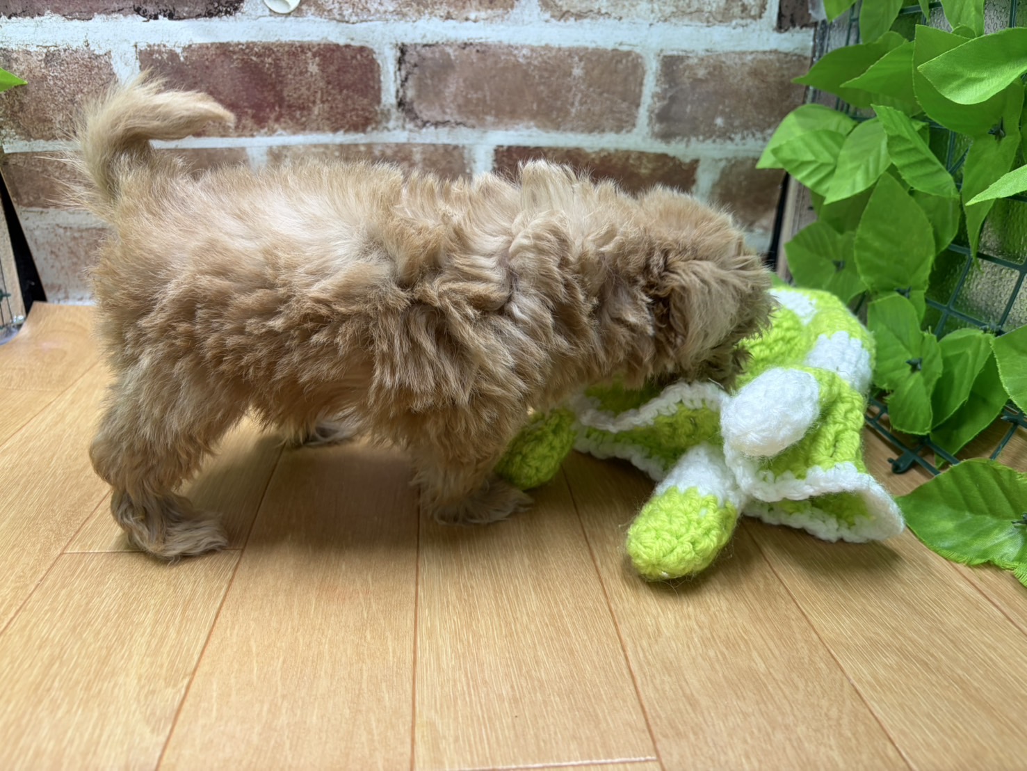 福島県のハーフ犬・ミックス犬 (ペッツワン白河モール店/2026年1月6日生まれ/男の子/クリーム)の子犬の2枚目の画像