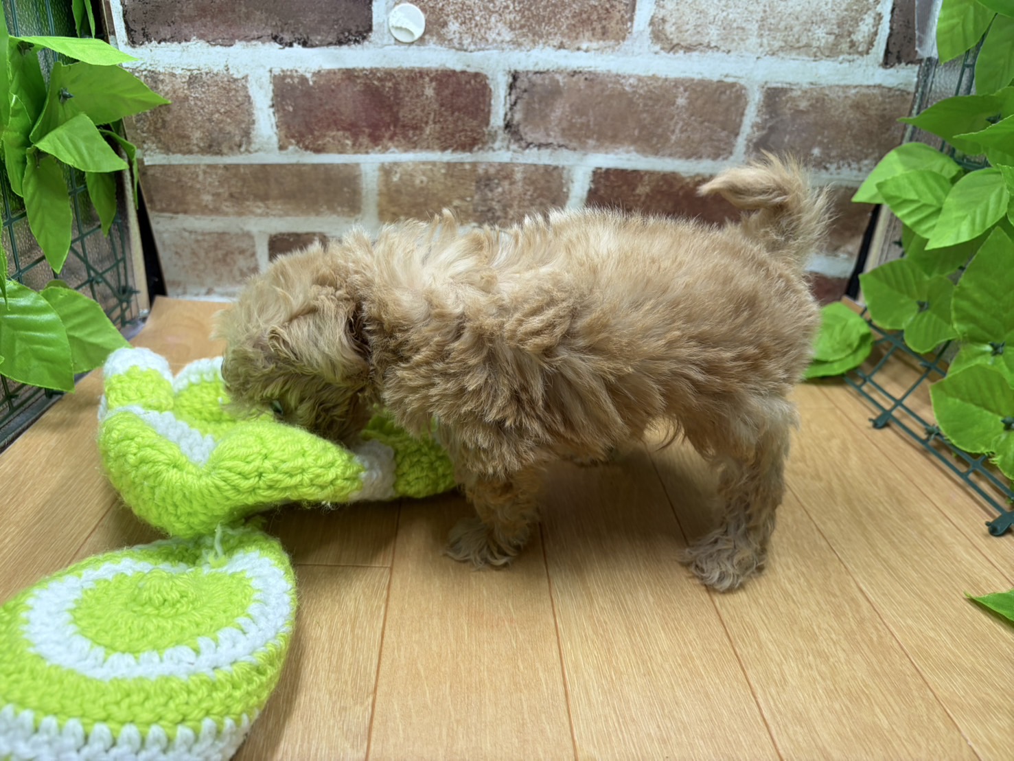 福島県のハーフ犬・ミックス犬 (ペッツワン白河モール店/2026年1月6日生まれ/男の子/クリーム)の子犬の3枚目の画像