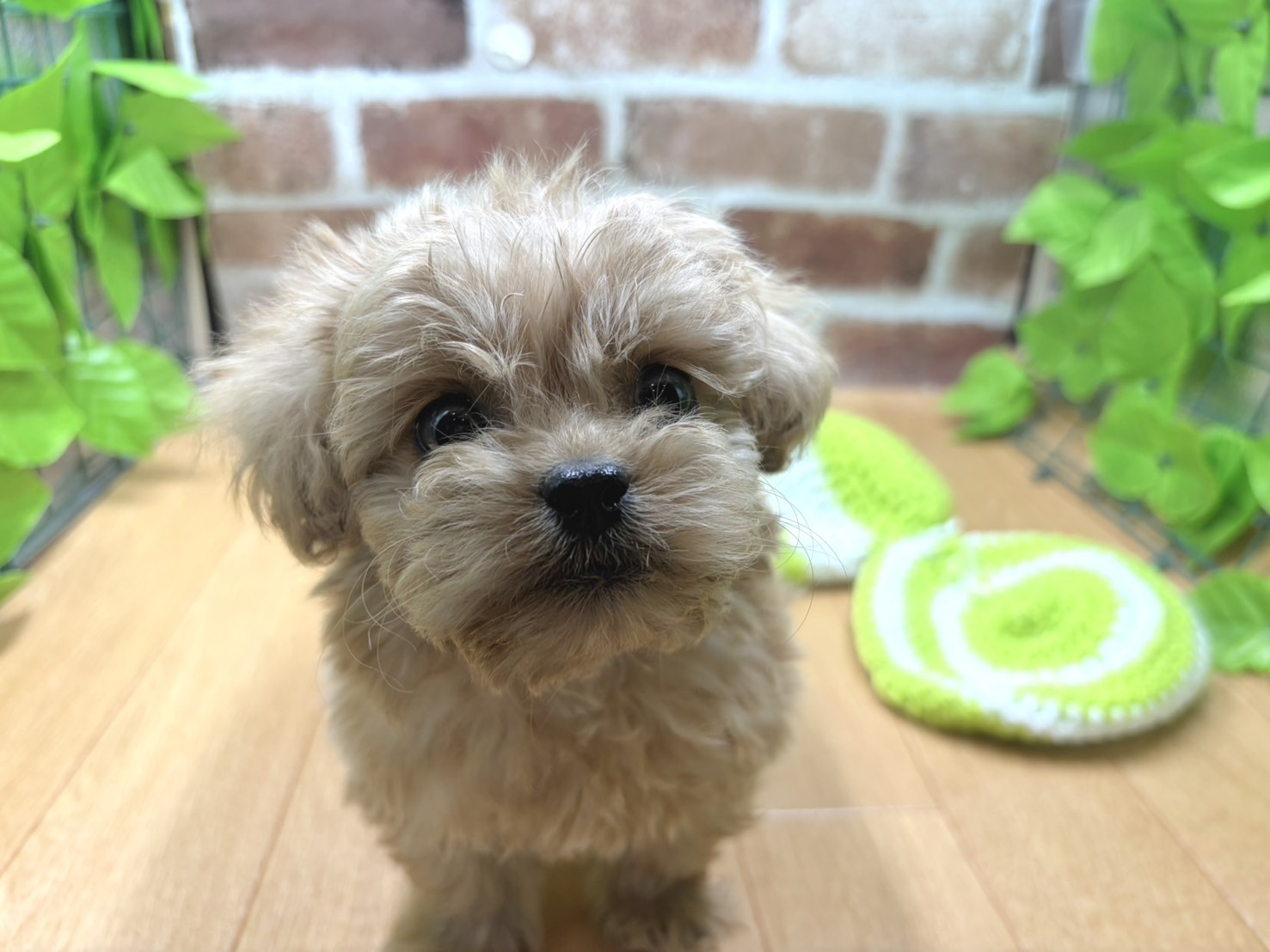 福島県のハーフ犬・ミックス犬 (ペッツワン白河モール店/2026年1月6日生まれ/男の子/クリーム)の子犬の1枚目の画像