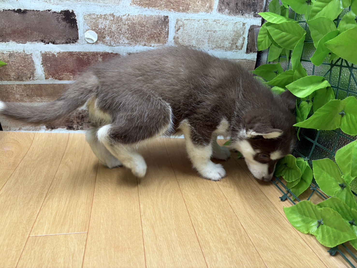 福島県のシベリアンハスキー (ペッツワン白河モール店/2026年1月11日生まれ/男の子/チョコレートホワイト)の子犬の2枚目の画像