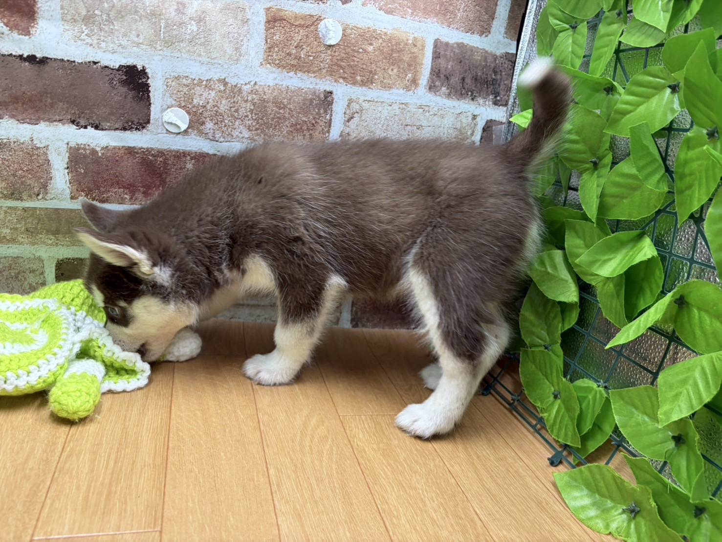 福島県のシベリアンハスキー (ペッツワン白河モール店/2026年1月11日生まれ/男の子/チョコレートホワイト)の子犬の3枚目の画像