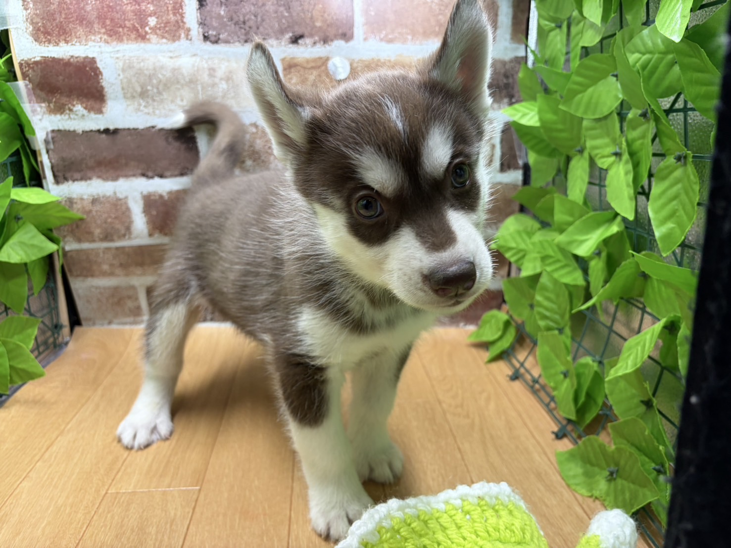 福島県のシベリアンハスキー (ペッツワン白河モール店/2026年1月11日生まれ/男の子/チョコレートホワイト)の子犬の1枚目の画像