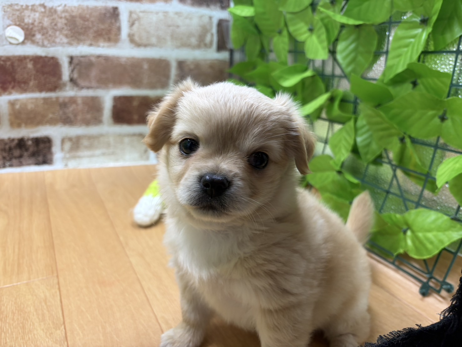 福島県のハーフ犬・ミックス犬 (ペッツワン白河モール店/2026年1月15日生まれ/男の子/フォーン)の子犬の1枚目の画像