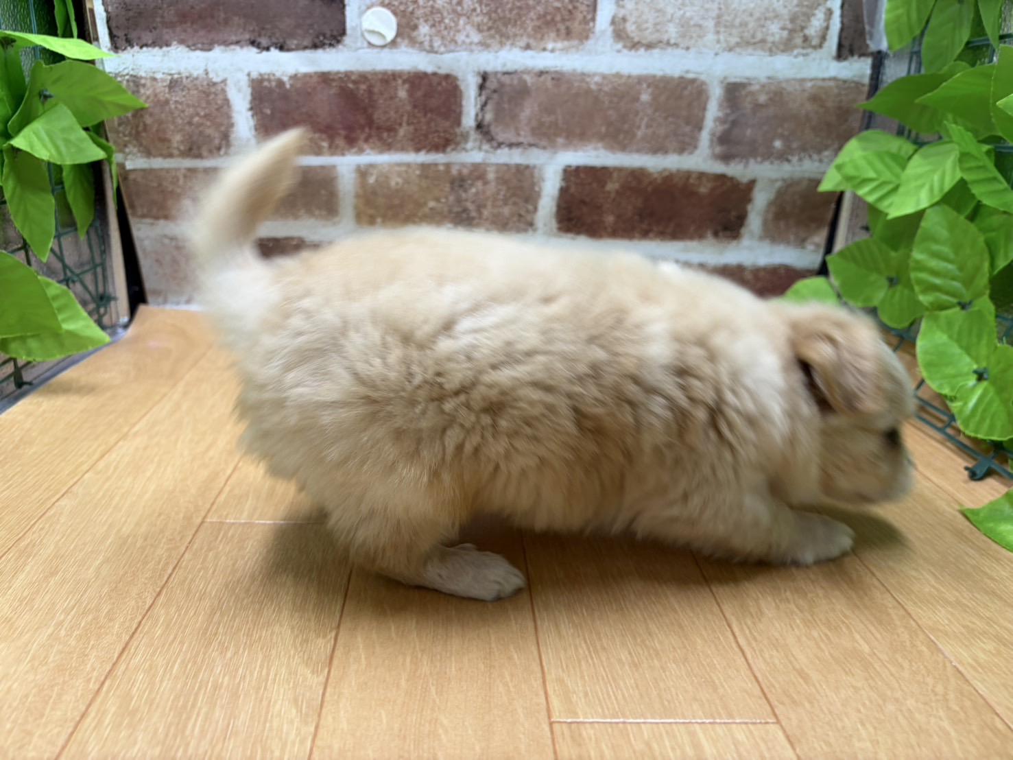 福島県のハーフ犬・ミックス犬 (ペッツワン白河モール店/2026年1月15日生まれ/男の子/フォーン)の子犬の2枚目の画像