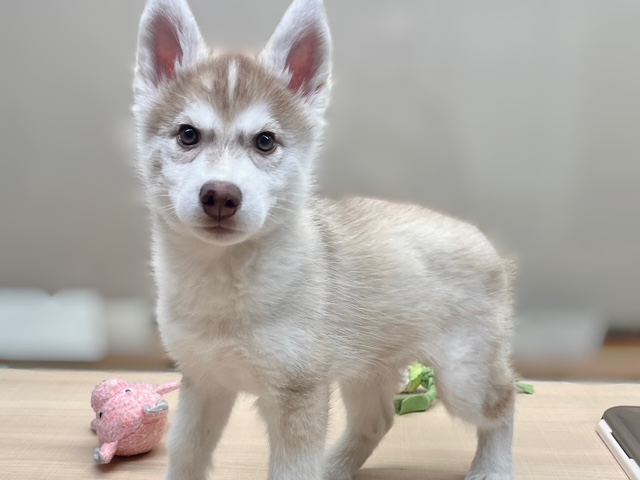 福島県のシベリアンハスキー (ペッツワン郡山富田店/2025年12月28日生まれ/女の子/チョコレートホワイト)の子犬