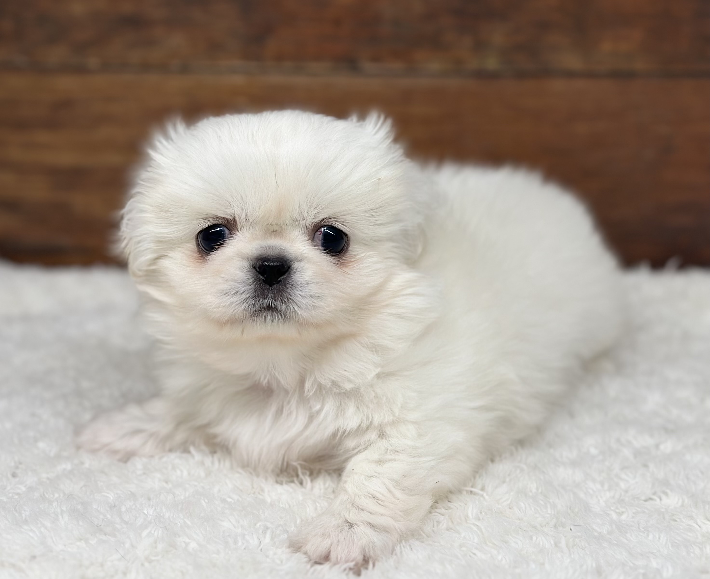 愛知県のハーフ犬・ミックス犬 (ペッツワン名古屋大高インター店/2026年1月19日生まれ/女の子/ホワイト)の子犬の3枚目の画像