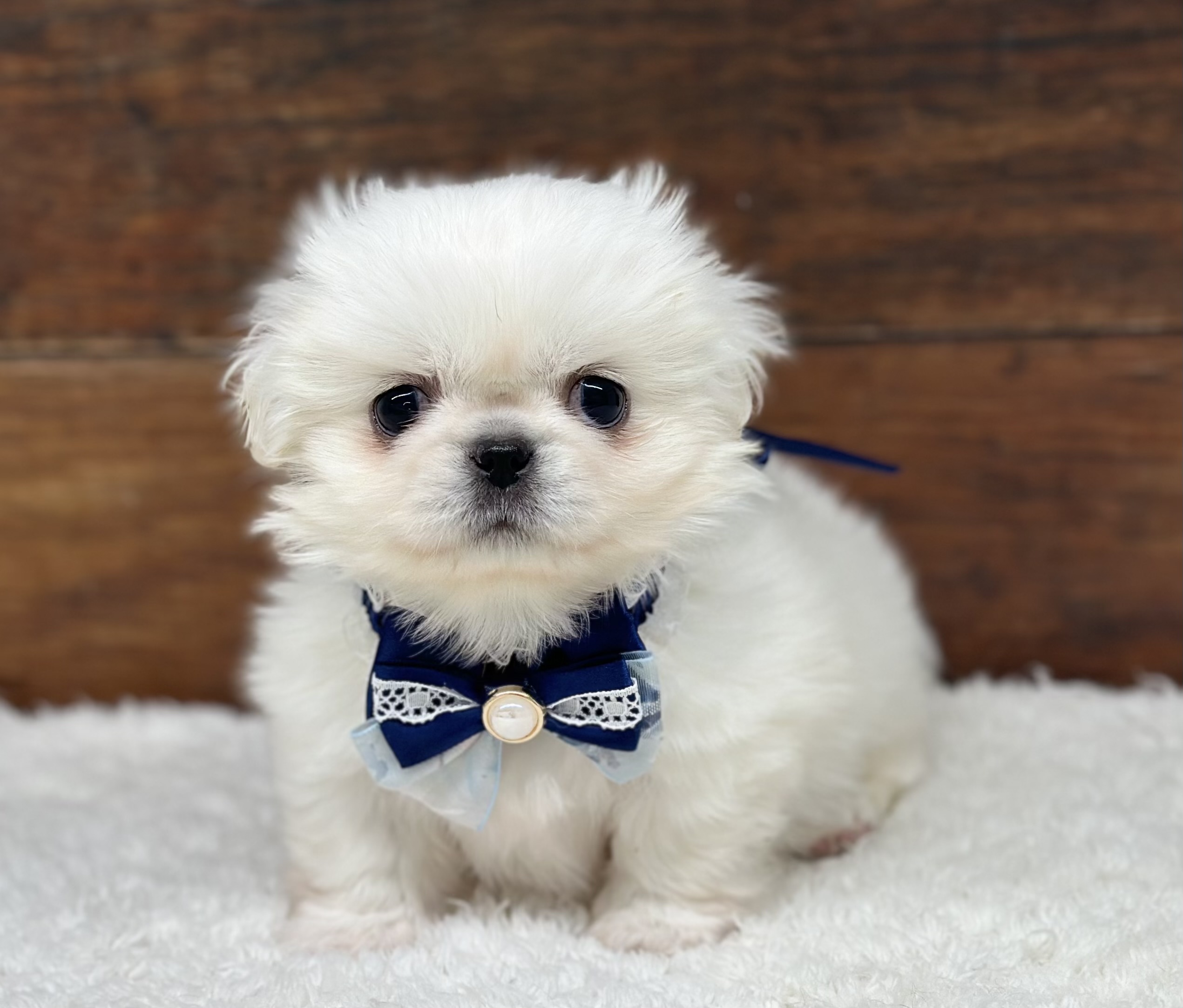 愛知県のハーフ犬・ミックス犬 (ペッツワン名古屋大高インター店/2026年1月19日生まれ/女の子/ホワイト)の子犬の1枚目の画像