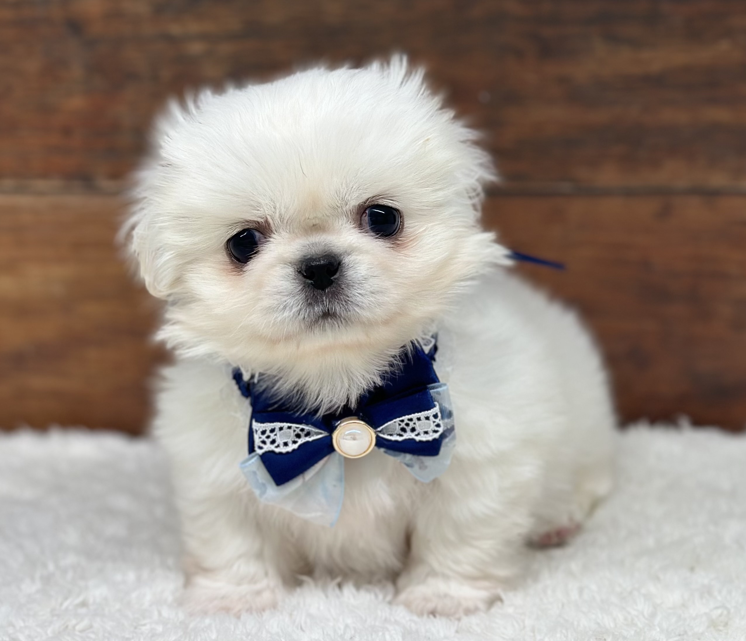 愛知県のハーフ犬・ミックス犬 (ペッツワン名古屋大高インター店/2026年1月19日生まれ/女の子/ホワイト)の子犬の2枚目の画像