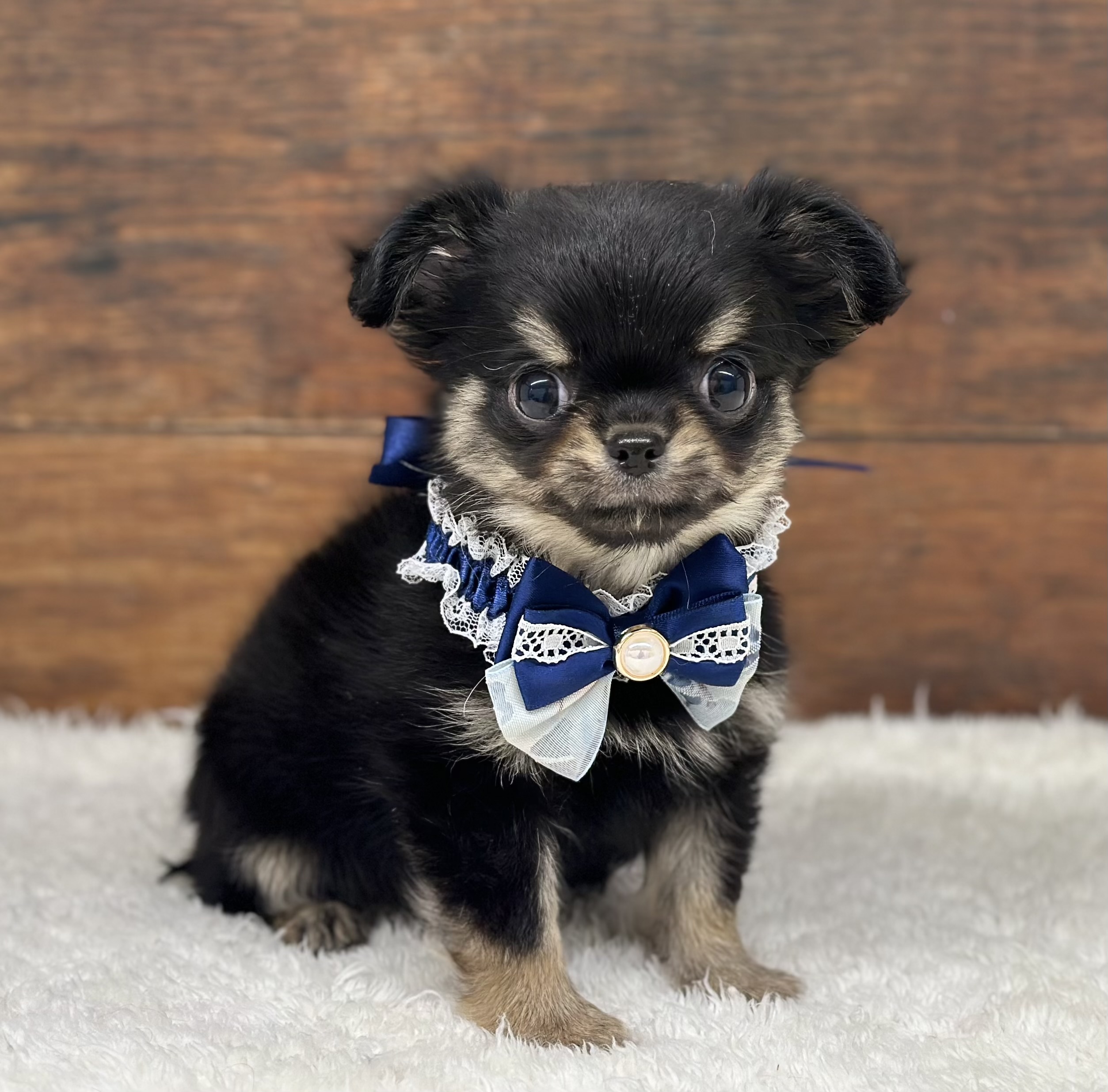 愛知県のチワワ(ロング) (ペッツワン名古屋大高インター店/2026年1月15日生まれ/男の子/ブラックタン)の子犬