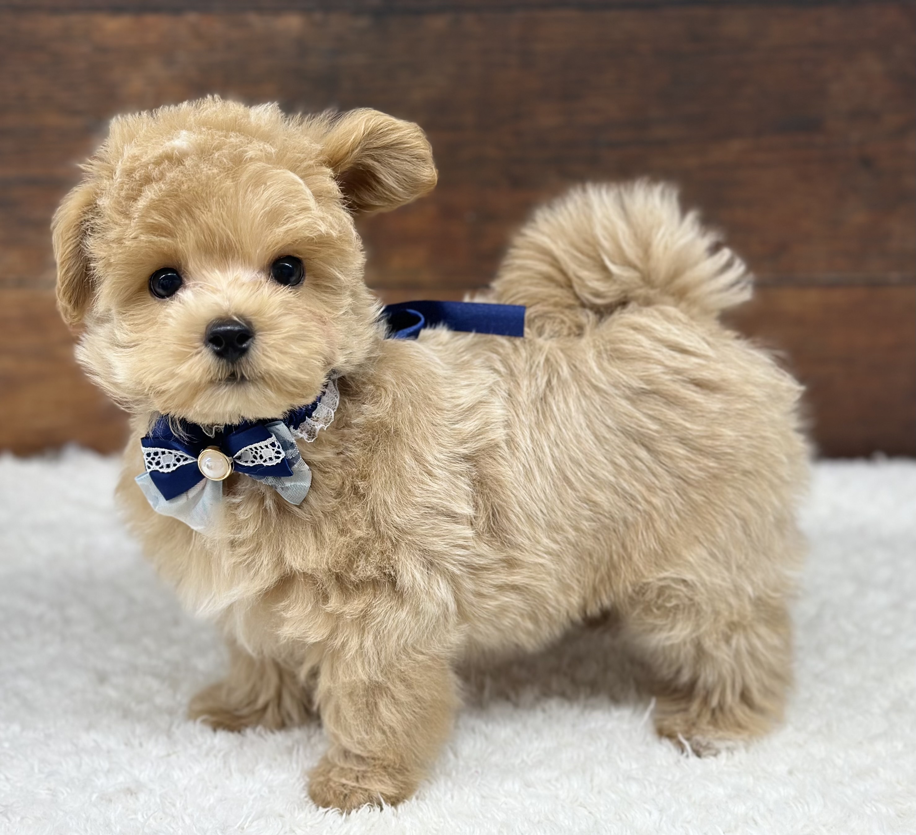 愛知県のハーフ犬・ミックス犬 (ペッツワン名古屋大高インター店/2026年1月6日生まれ/男の子/クリーム)の子犬の1枚目の画像