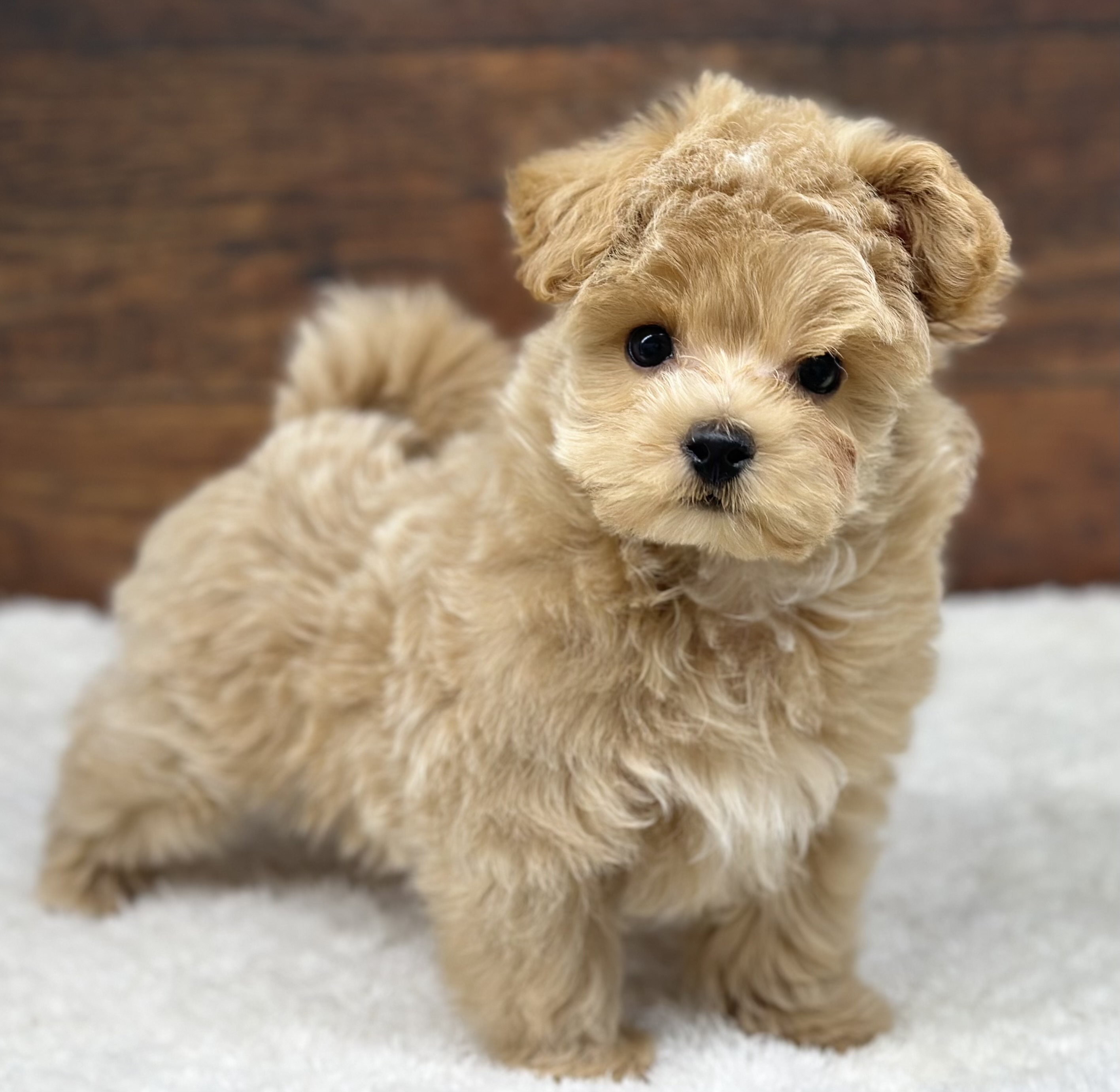 愛知県のハーフ犬・ミックス犬 (ペッツワン名古屋大高インター店/2026年1月6日生まれ/男の子/クリーム)の子犬の2枚目の画像