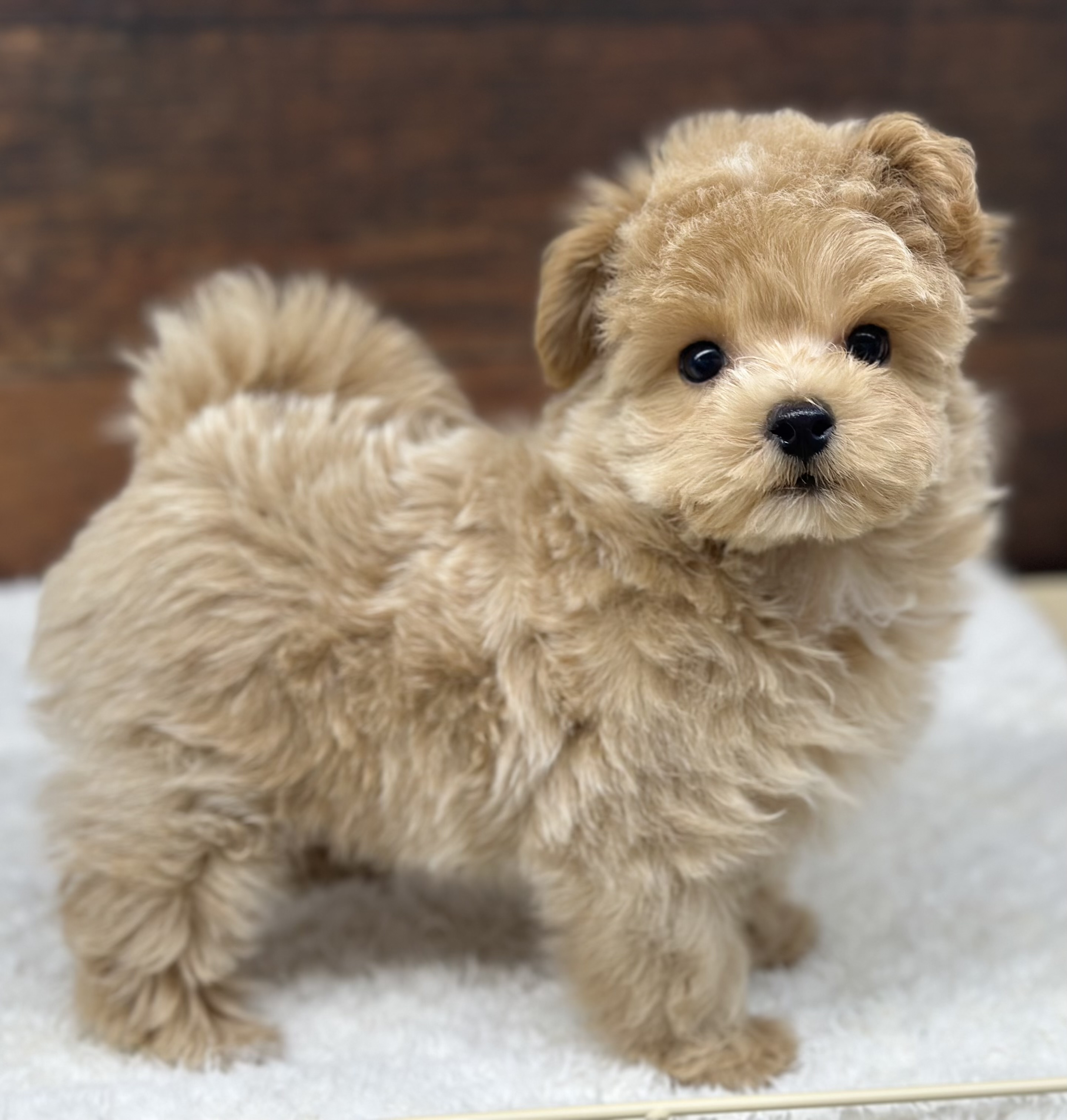愛知県のハーフ犬・ミックス犬 (ペッツワン名古屋大高インター店/2026年1月6日生まれ/男の子/クリーム)の子犬の3枚目の画像