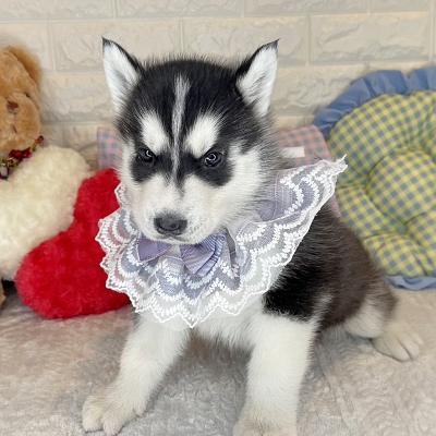京都府のシベリアンハスキー (ペッツワン亀岡店/2026年1月20日生まれ/男の子/ブラックホワイト)の子犬の1枚目の画像