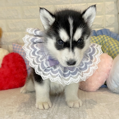 京都府のシベリアンハスキー (ペッツワン亀岡店/2026年1月20日生まれ/男の子/ブラックホワイト)の子犬の2枚目の画像