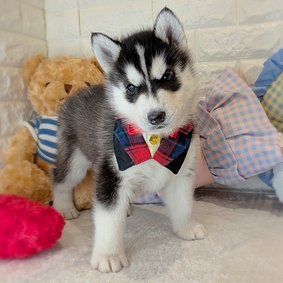 京都府のシベリアンハスキー (ペッツワン亀岡店/2026年1月20日生まれ/男の子/ブラックホワイト)の子犬の3枚目の画像