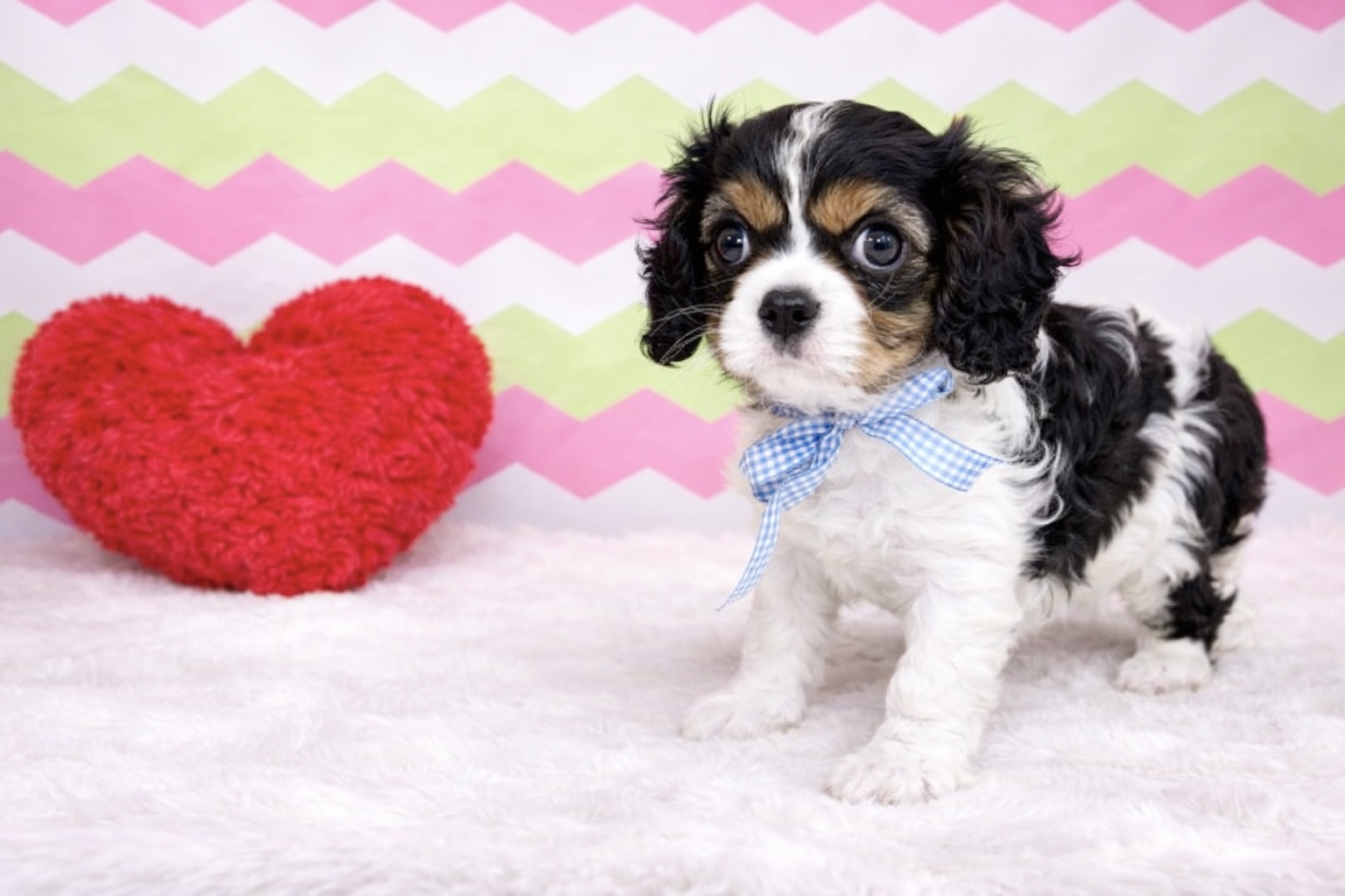 兵庫県のキャバリアキングチャールズスパニエル (ペッツワン神戸深江浜店/2026年1月21日生まれ/男の子/その他色)の子犬の2枚目の画像