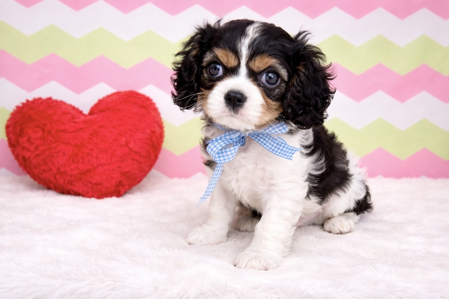 兵庫県のキャバリアキングチャールズスパニエル (ペッツワン神戸深江浜店/2026年1月21日生まれ/男の子/その他色)の子犬の1枚目の画像