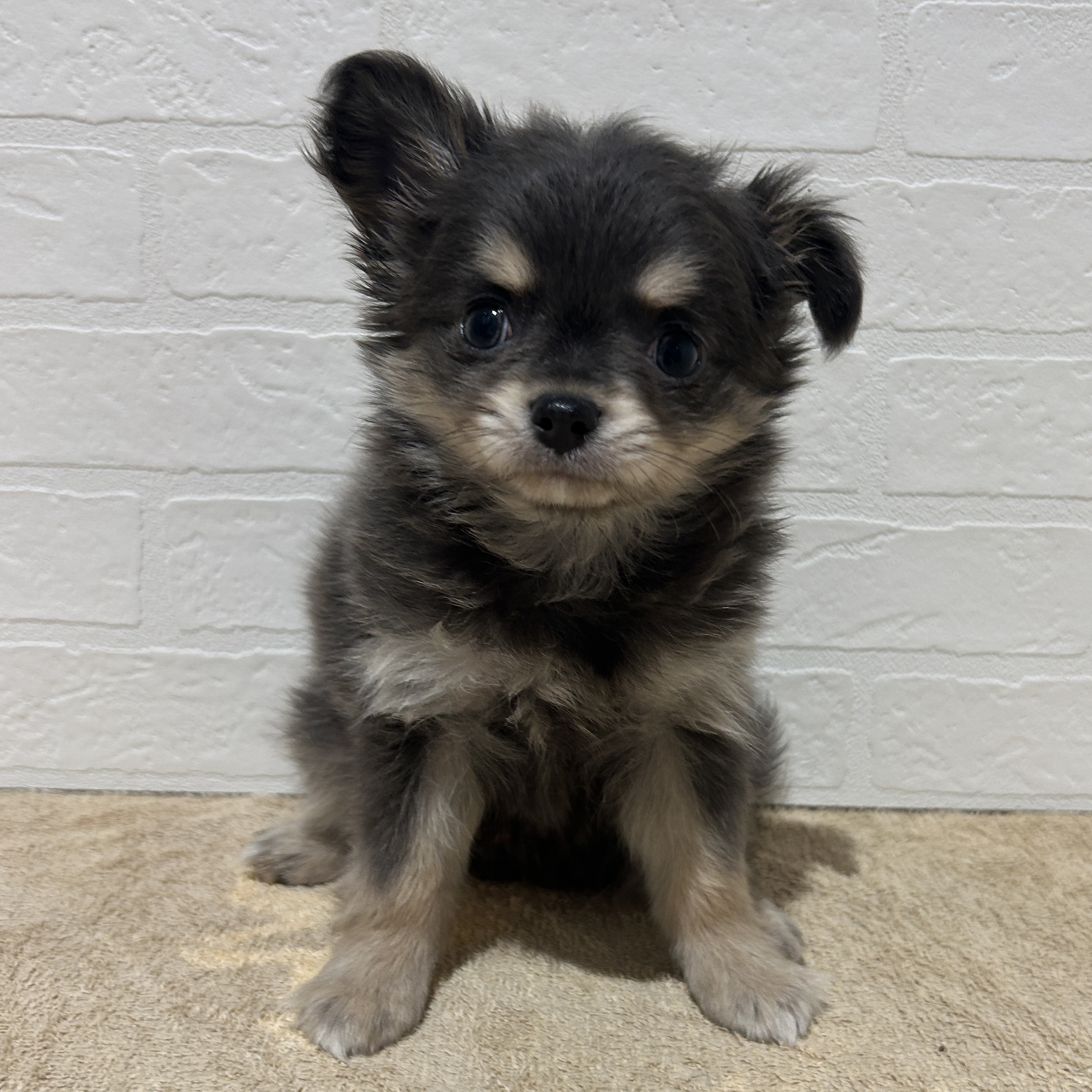 愛知県のチワワ(ロング) (ペッツワン常滑店/2026年1月17日生まれ/女の子/ブルータン)の子犬