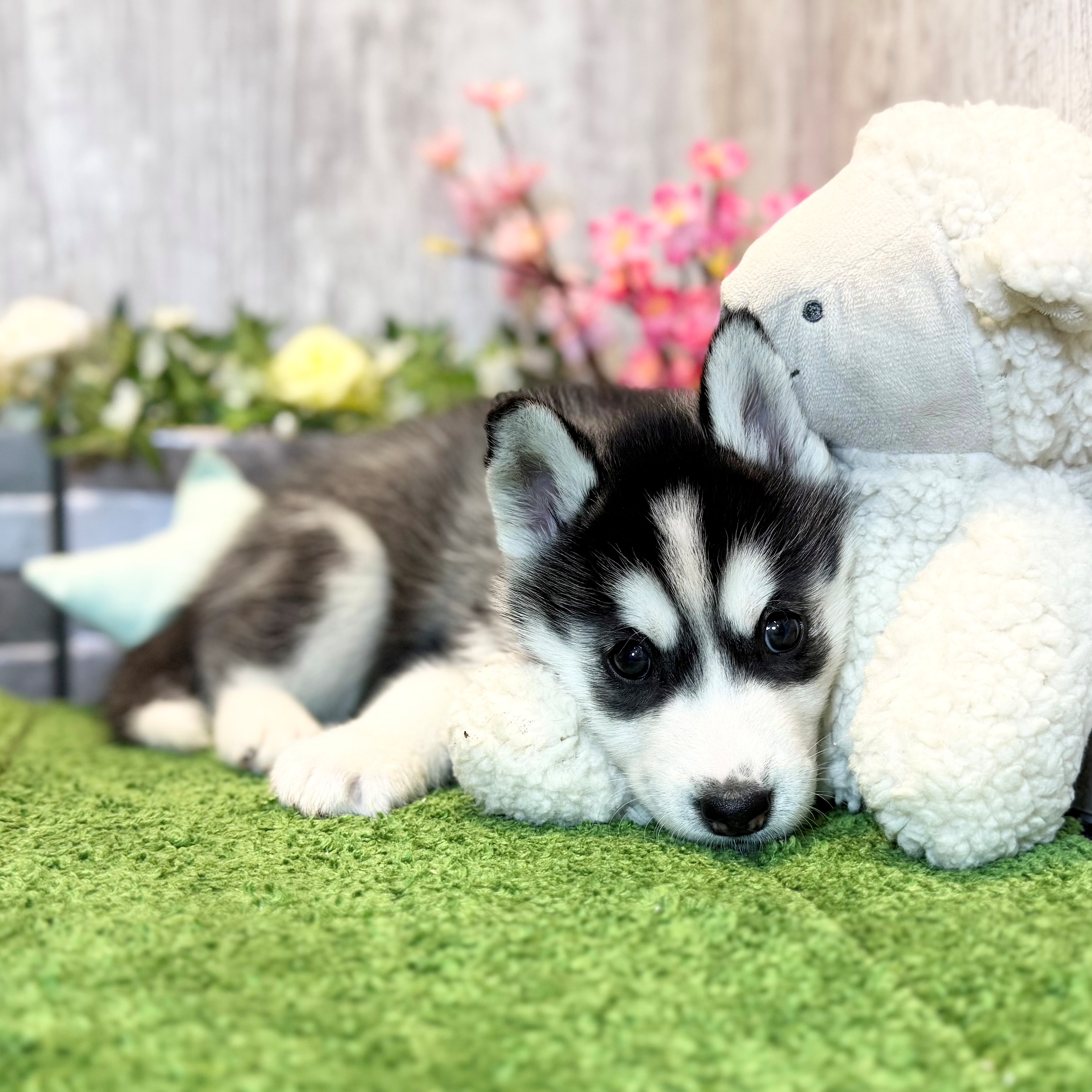 兵庫県のシベリアンハスキー (ペッツワン姫路大津店/2026年1月20日生まれ/女の子/ブラックホワイト)の子犬の3枚目の画像