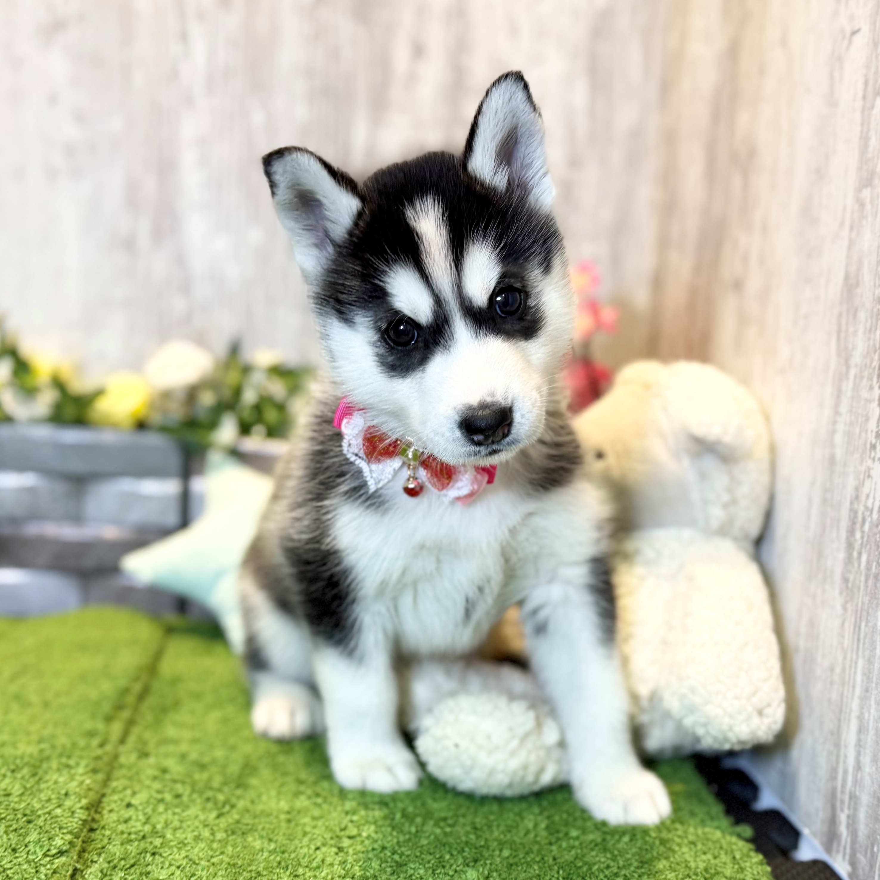 兵庫県のシベリアンハスキー (ペッツワン姫路大津店/2026年1月20日生まれ/女の子/ブラックホワイト)の子犬の1枚目の画像