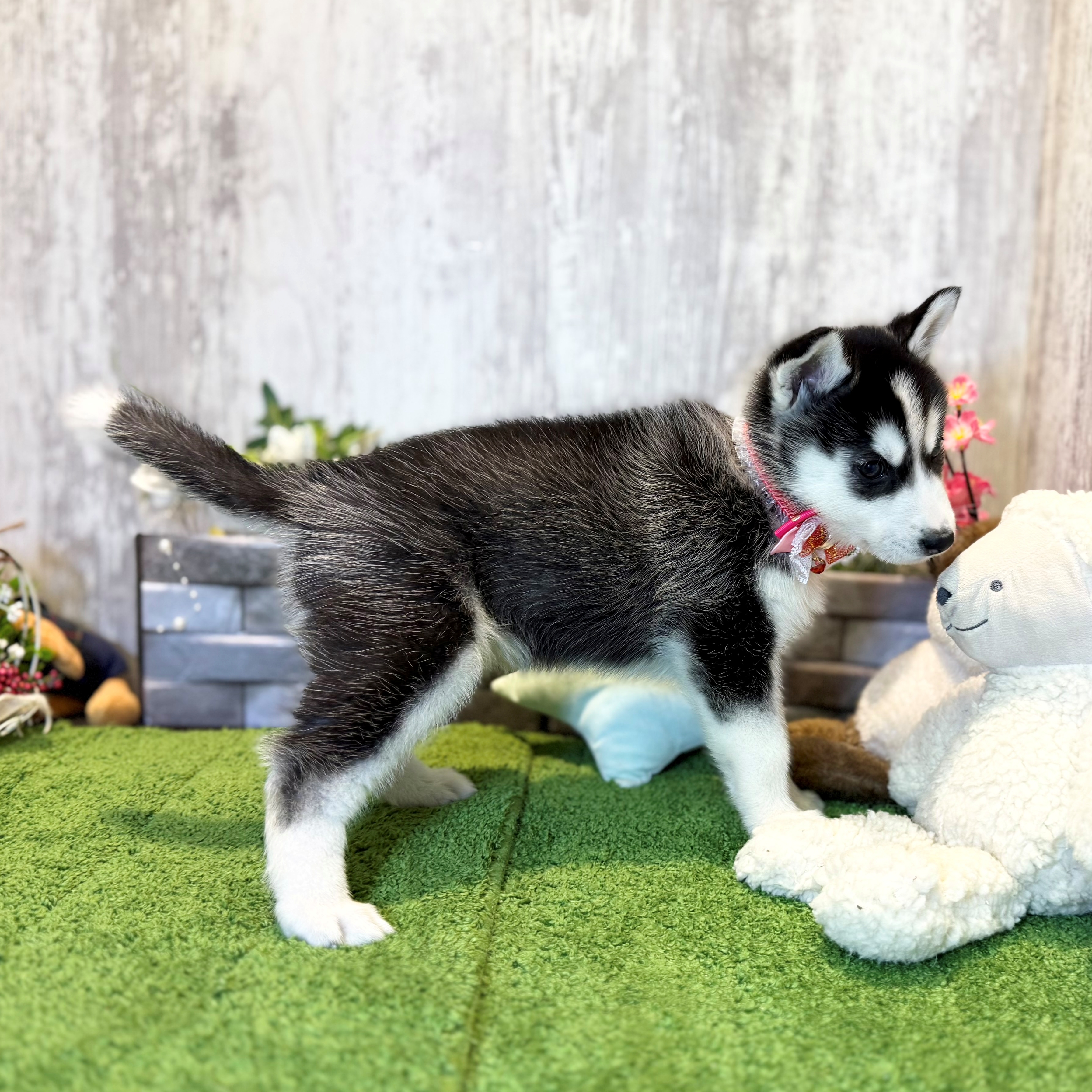 兵庫県のシベリアンハスキー (ペッツワン姫路大津店/2026年1月20日生まれ/女の子/ブラックホワイト)の子犬の2枚目の画像
