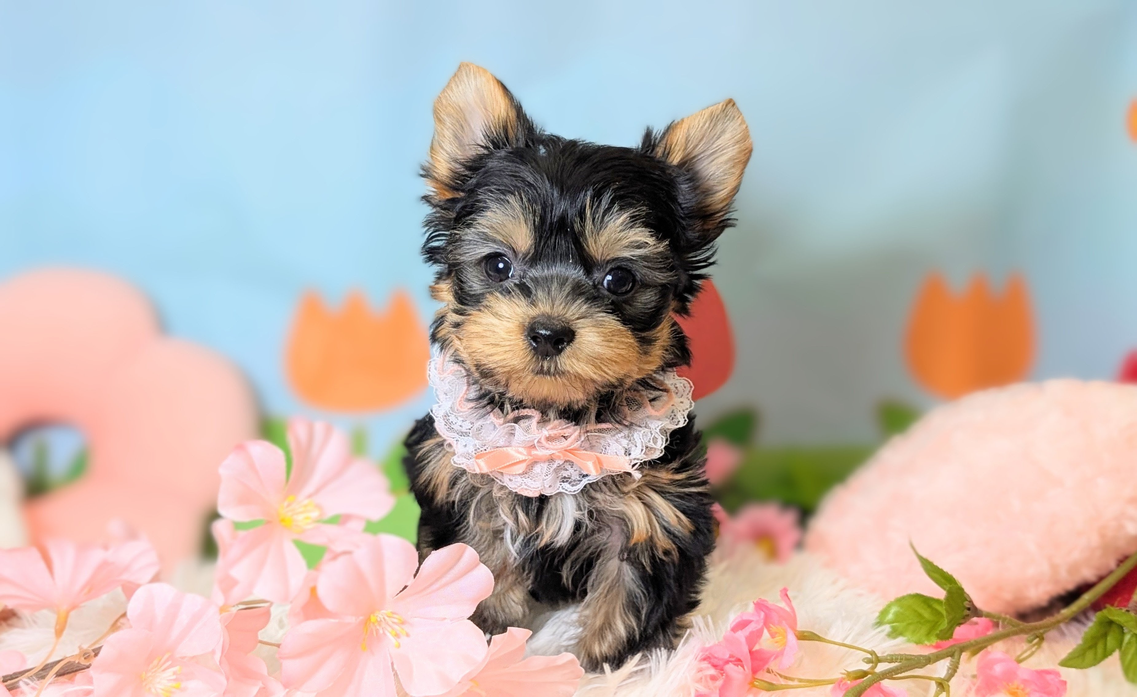 兵庫県のヨークシャーテリア (ペッツワン神戸西神南店/2026年1月20日生まれ/女の子/スチールブルータン)の子犬の3枚目の画像