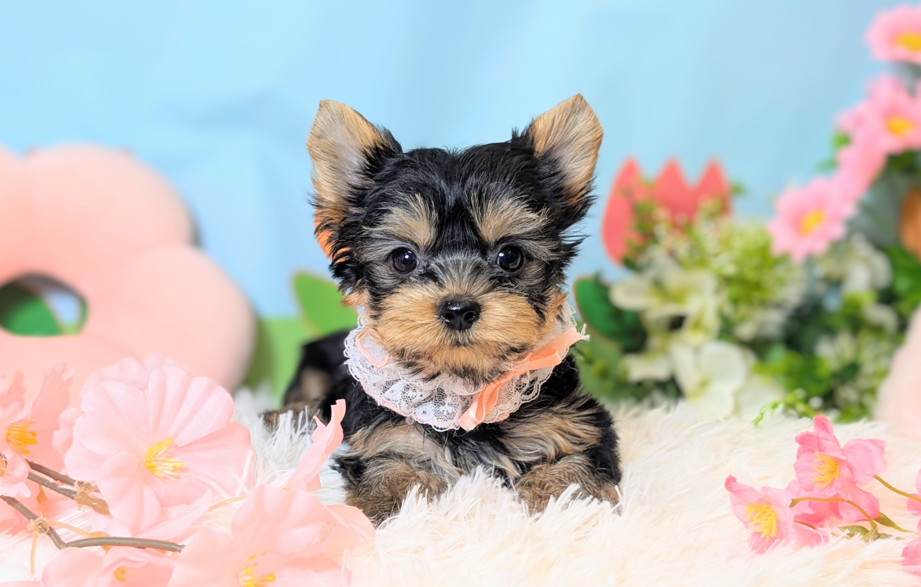 兵庫県のヨークシャーテリア (ペッツワン神戸西神南店/2026年1月20日生まれ/女の子/スチールブルータン)の子犬の2枚目の画像