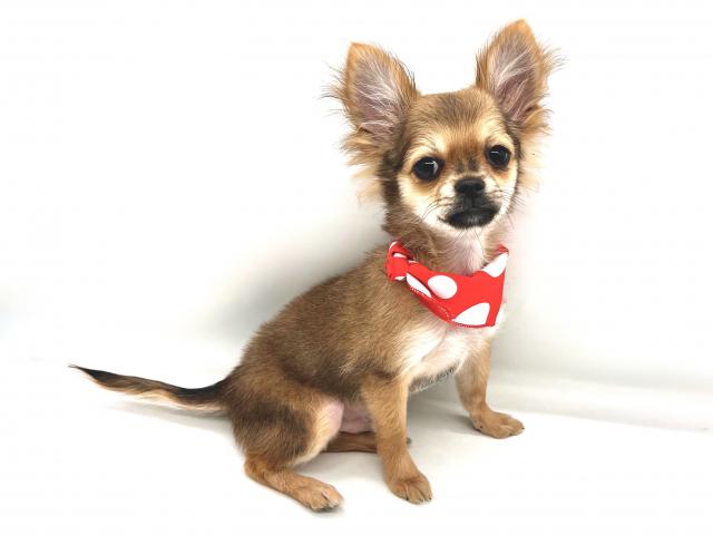 埼玉県のチワワ(ロング) (ペッツワンなめがわモール店/2025年11月17日生まれ/男の子/レッドホワイト)の子犬