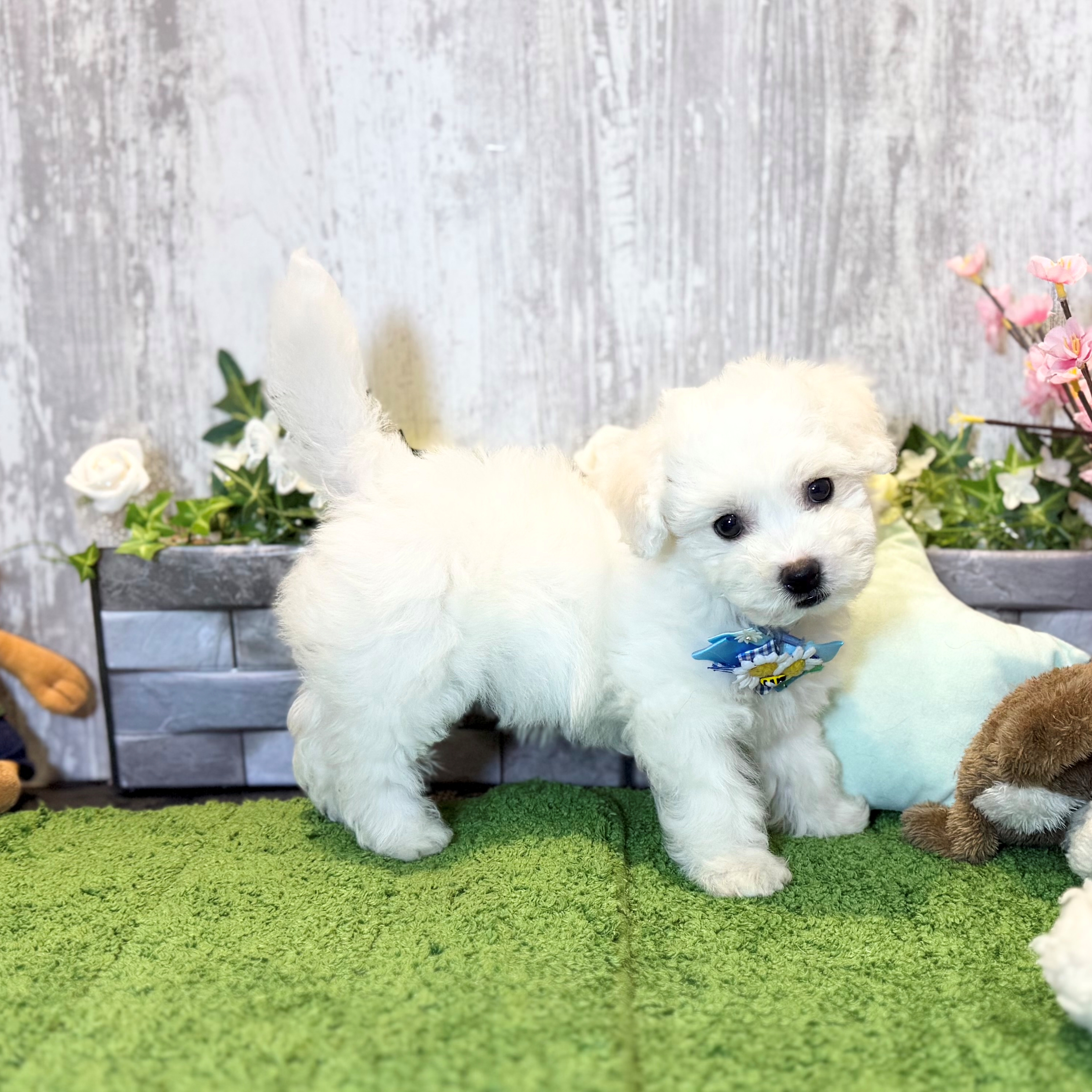 兵庫県のビションフリーゼ (ペッツワン姫路大津店/2026年1月19日生まれ/男の子/ホワイト)の子犬の2枚目の画像