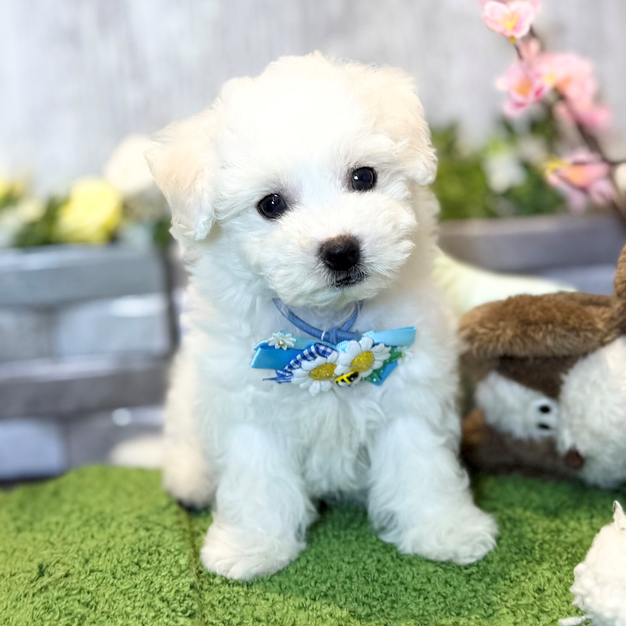 兵庫県のビションフリーゼ (ペッツワン姫路大津店/2026年1月19日生まれ/男の子/ホワイト)の子犬の1枚目の画像