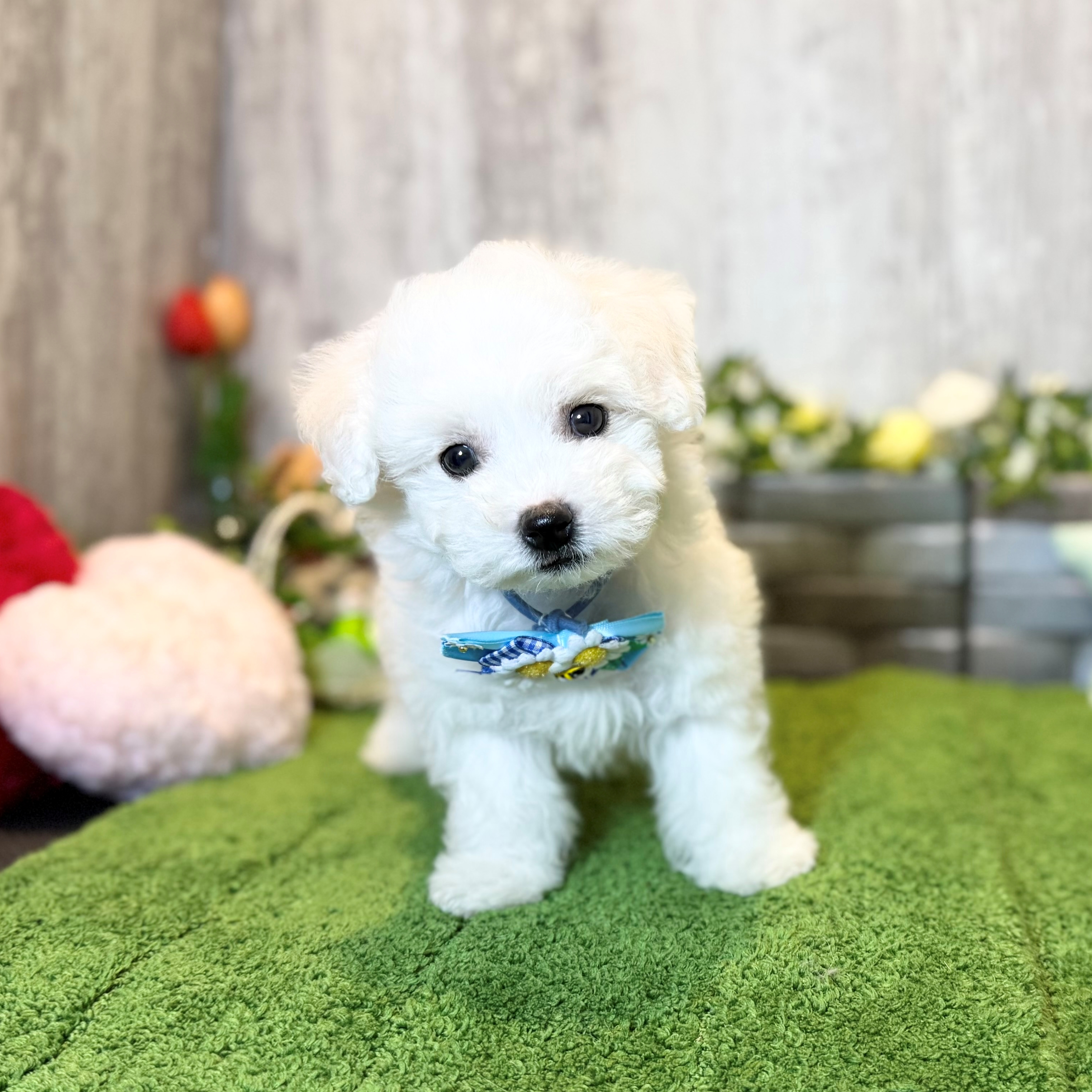 兵庫県のビションフリーゼ (ペッツワン姫路大津店/2026年1月19日生まれ/男の子/ホワイト)の子犬の3枚目の画像