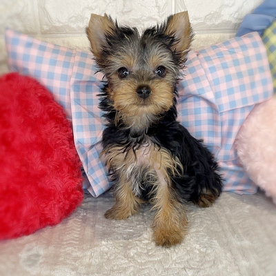 京都府のヨークシャーテリア (ペッツワン亀岡店/2026年1月20日生まれ/女の子/スチールブルータン)の子犬の2枚目の画像