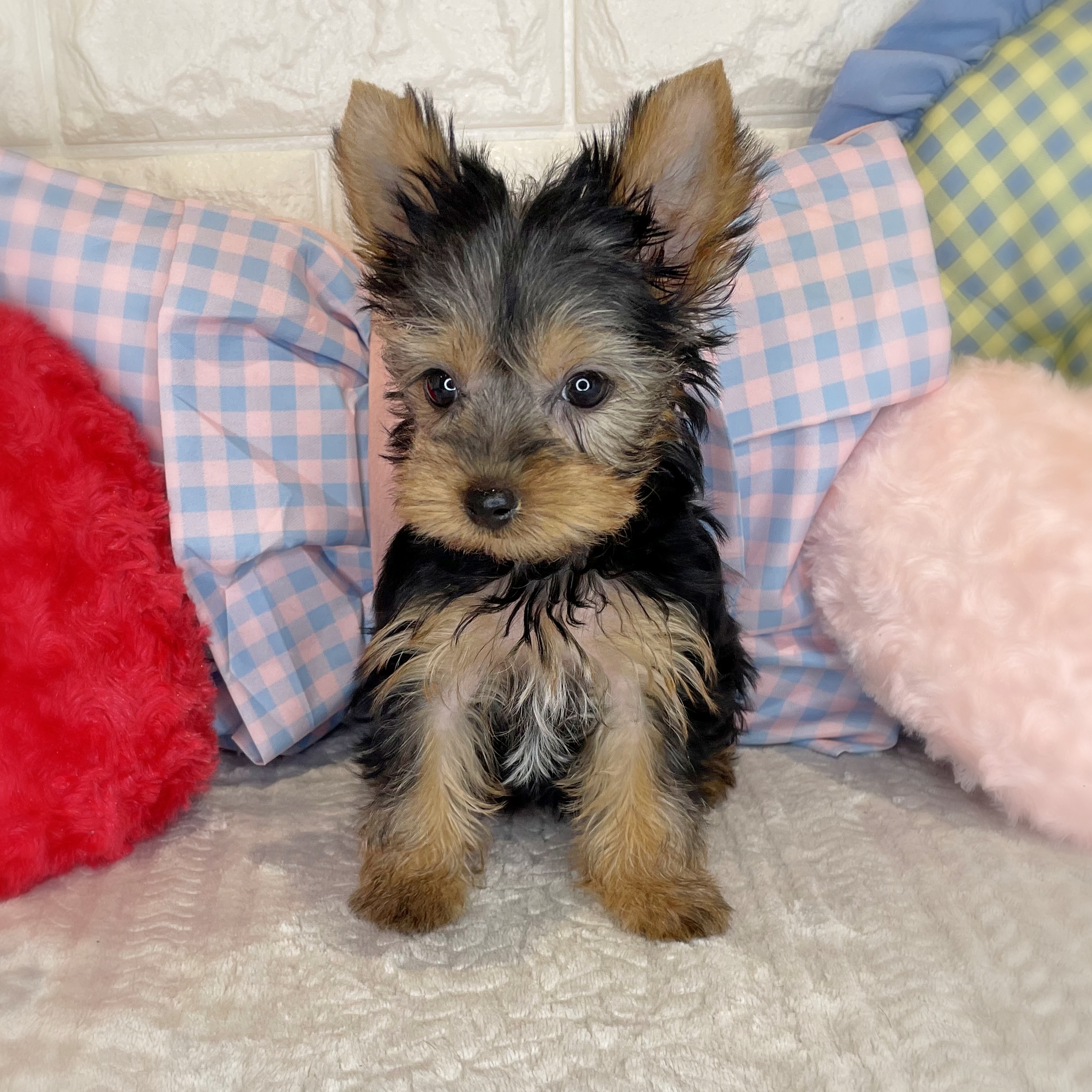 京都府のヨークシャーテリア (ペッツワン亀岡店/2026年1月20日生まれ/女の子/スチールブルータン)の子犬の3枚目の画像