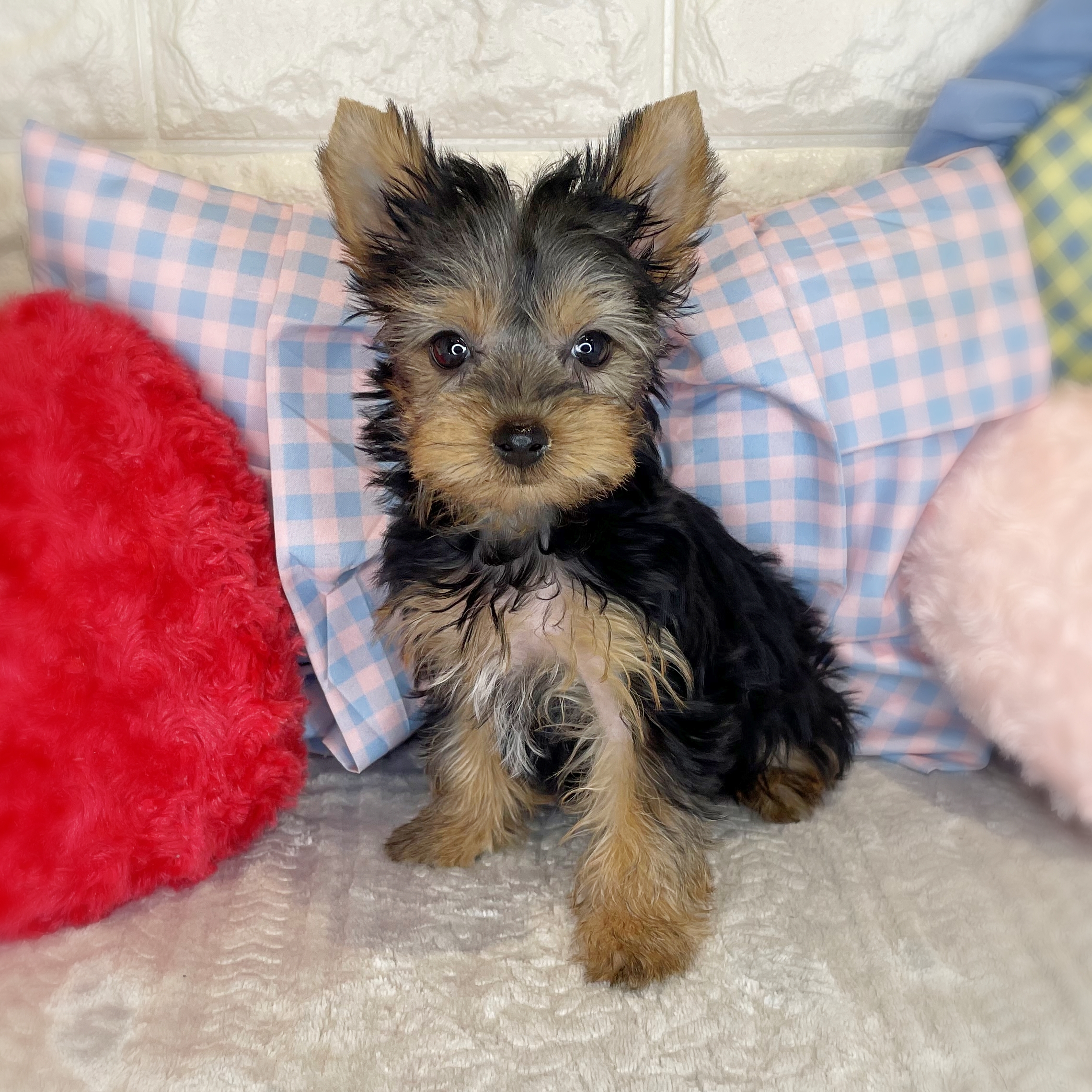 京都府のヨークシャーテリア (ペッツワン亀岡店/2026年1月20日生まれ/女の子/スチールブルータン)の子犬の1枚目の画像