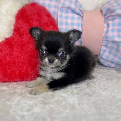 京都府のチワワ(ロング) (ペッツワン亀岡店/2026年1月21日生まれ/男の子/ブラッククリーム)の子犬の3枚目の画像