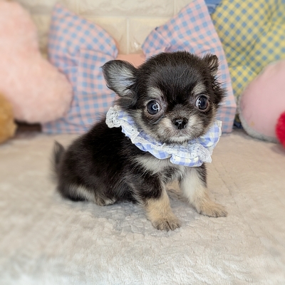 京都府のチワワ(ロング) (ペッツワン亀岡店/2026年1月21日生まれ/男の子/ブラッククリーム)の子犬の2枚目の画像