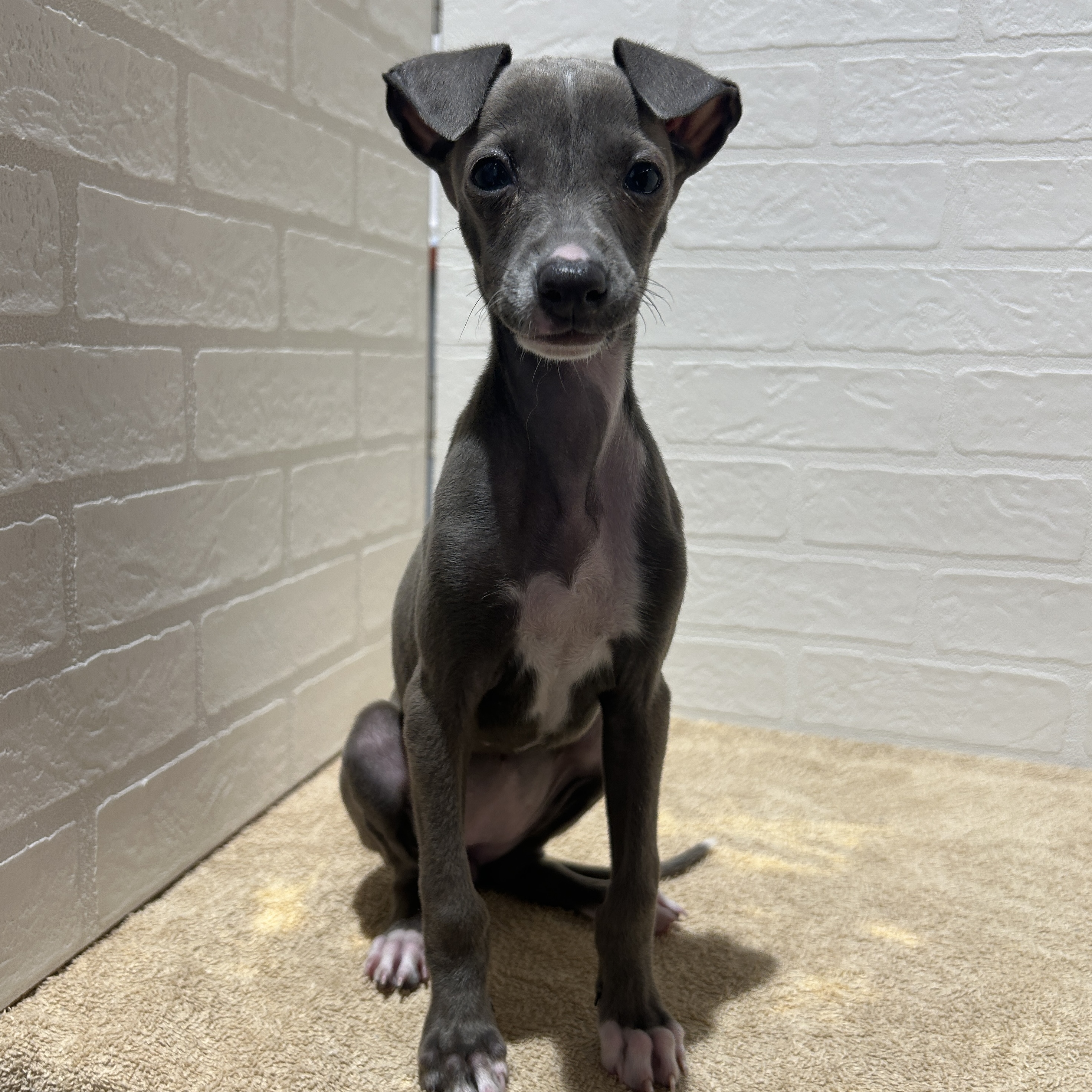 愛知県のイタリアングレーハウンド (ペッツワン常滑店/2026年1月14日生まれ/女の子/ブルー)の子犬の2枚目の画像