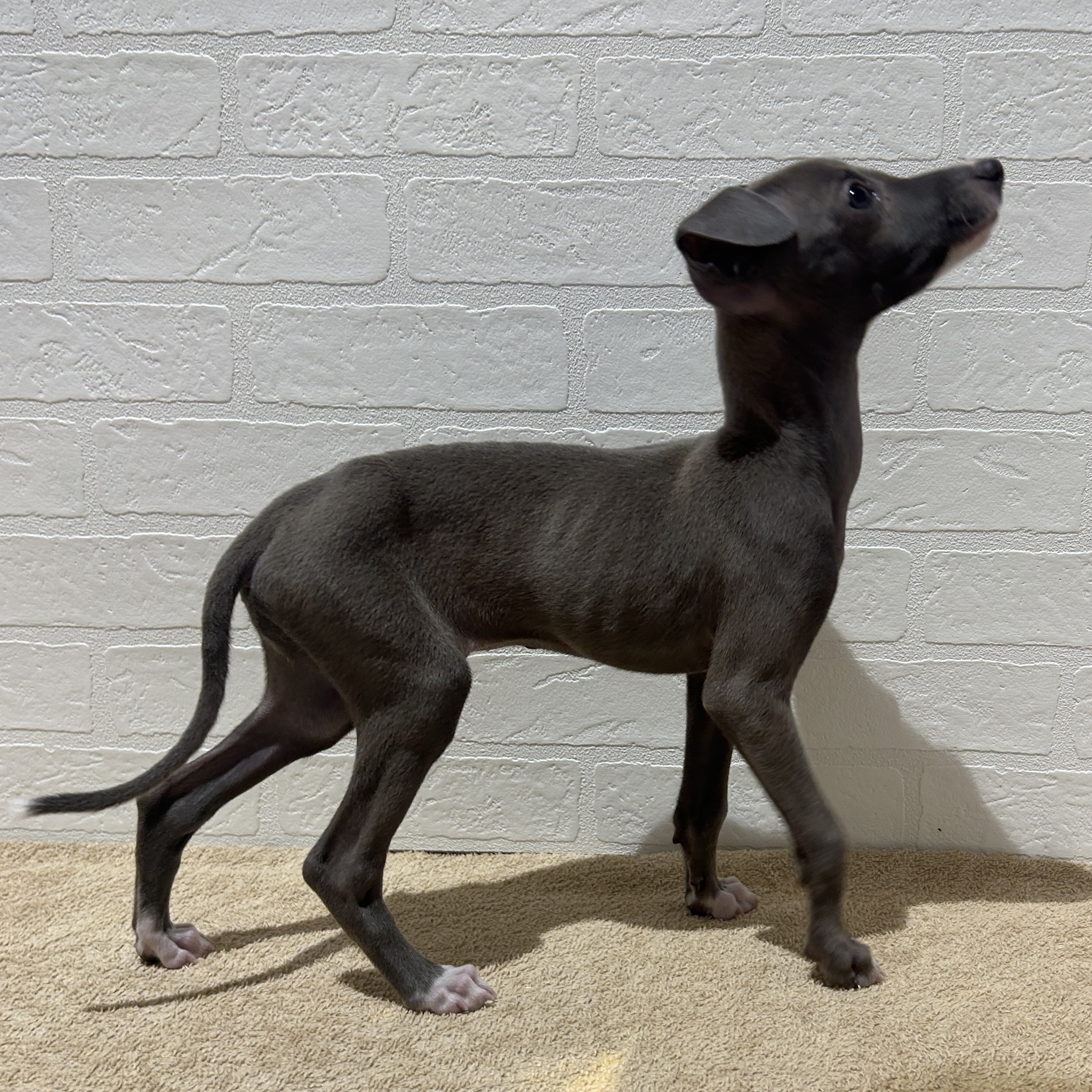 愛知県のイタリアングレーハウンド (ペッツワン常滑店/2026年1月14日生まれ/女の子/ブルー)の子犬の3枚目の画像