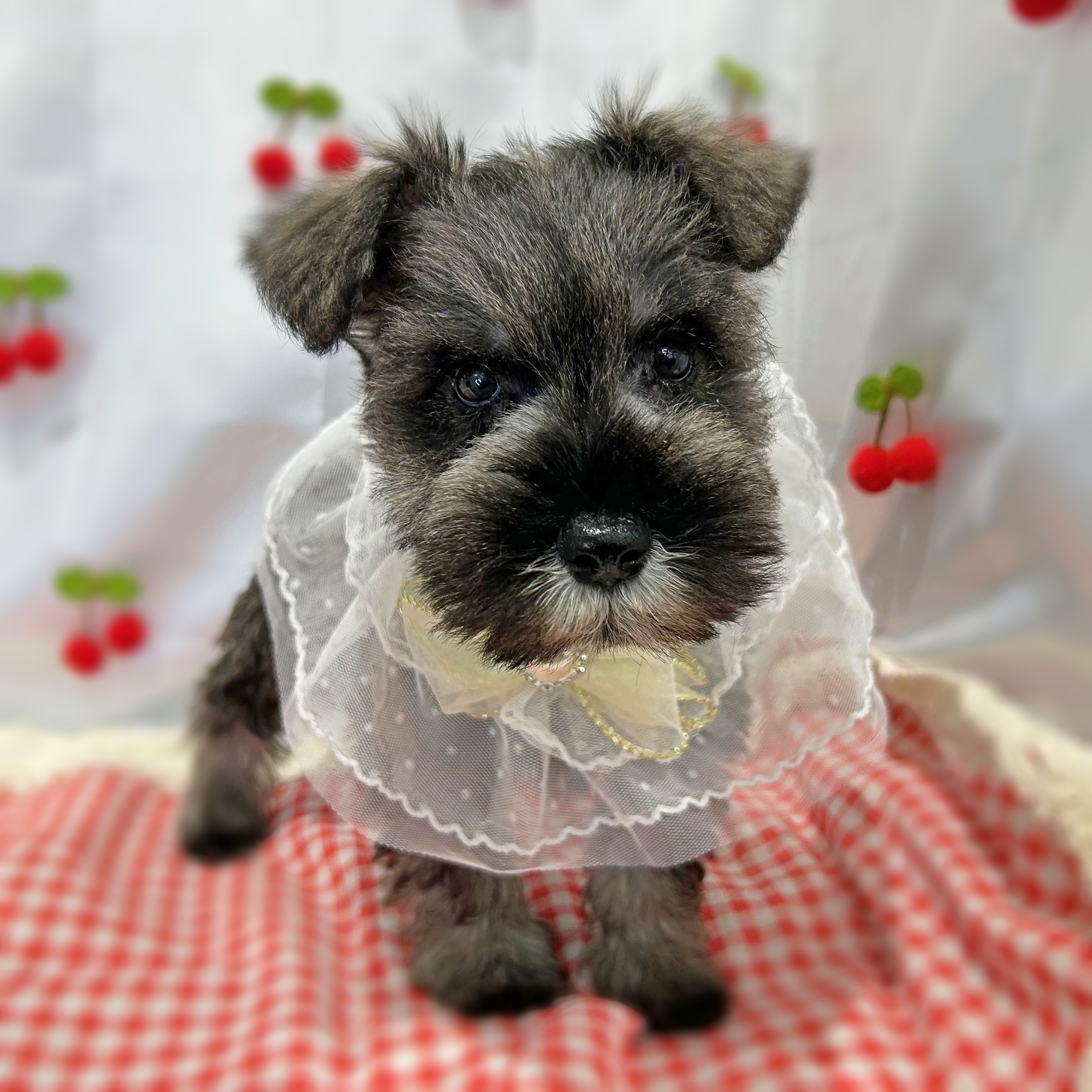 滋賀県のミニチュアシュナウザー (ペッツワン堅田店/2026年1月21日生まれ/男の子/ソルトペッパー)の子犬の1枚目の画像