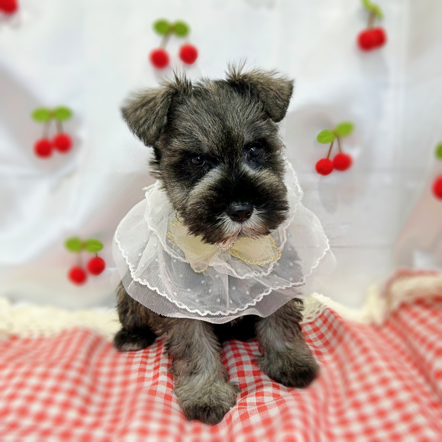 滋賀県のミニチュアシュナウザー (ペッツワン堅田店/2026年1月21日生まれ/男の子/ソルトペッパー)の子犬の3枚目の画像