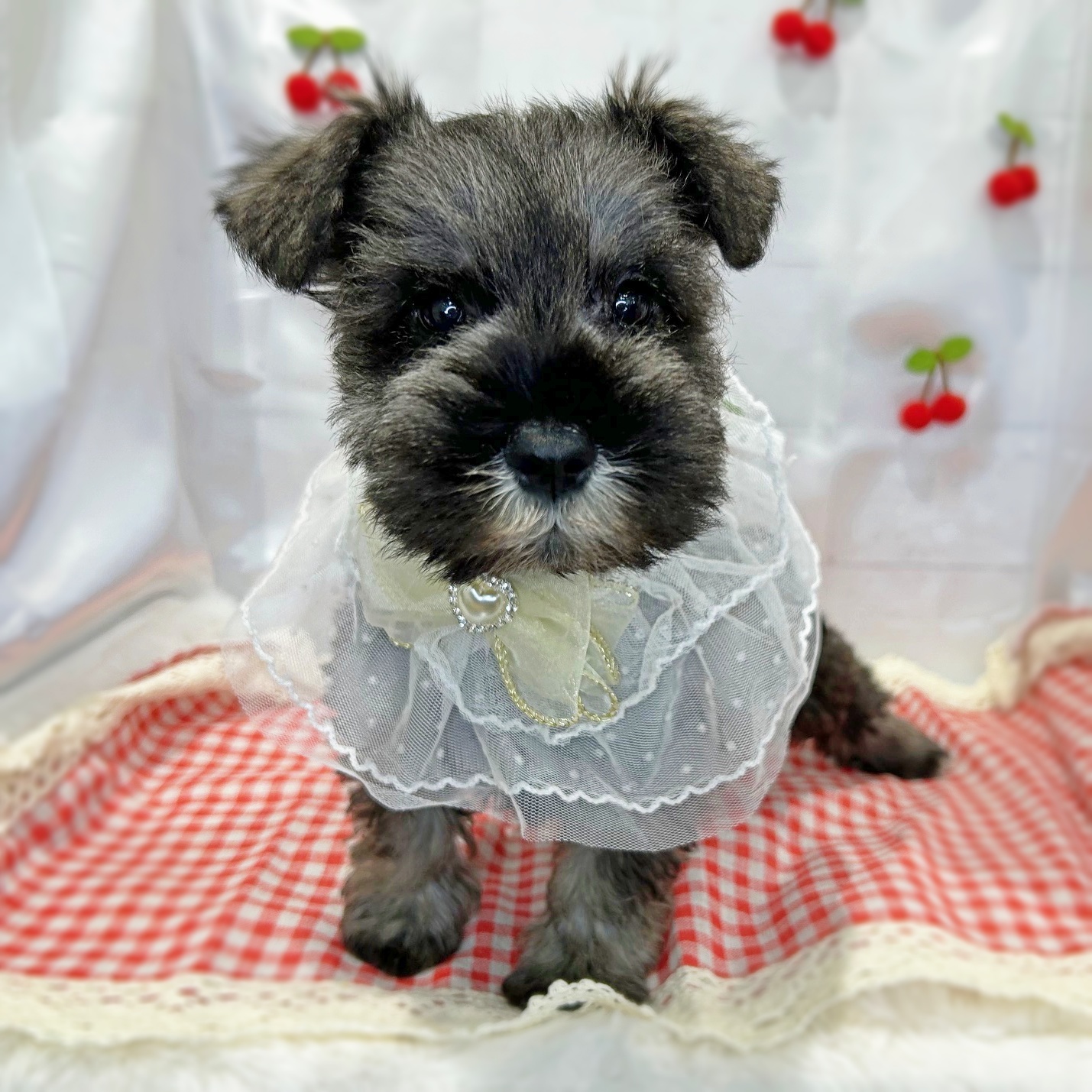 滋賀県のミニチュアシュナウザー (ペッツワン堅田店/2026年1月21日生まれ/男の子/ソルトペッパー)の子犬の2枚目の画像