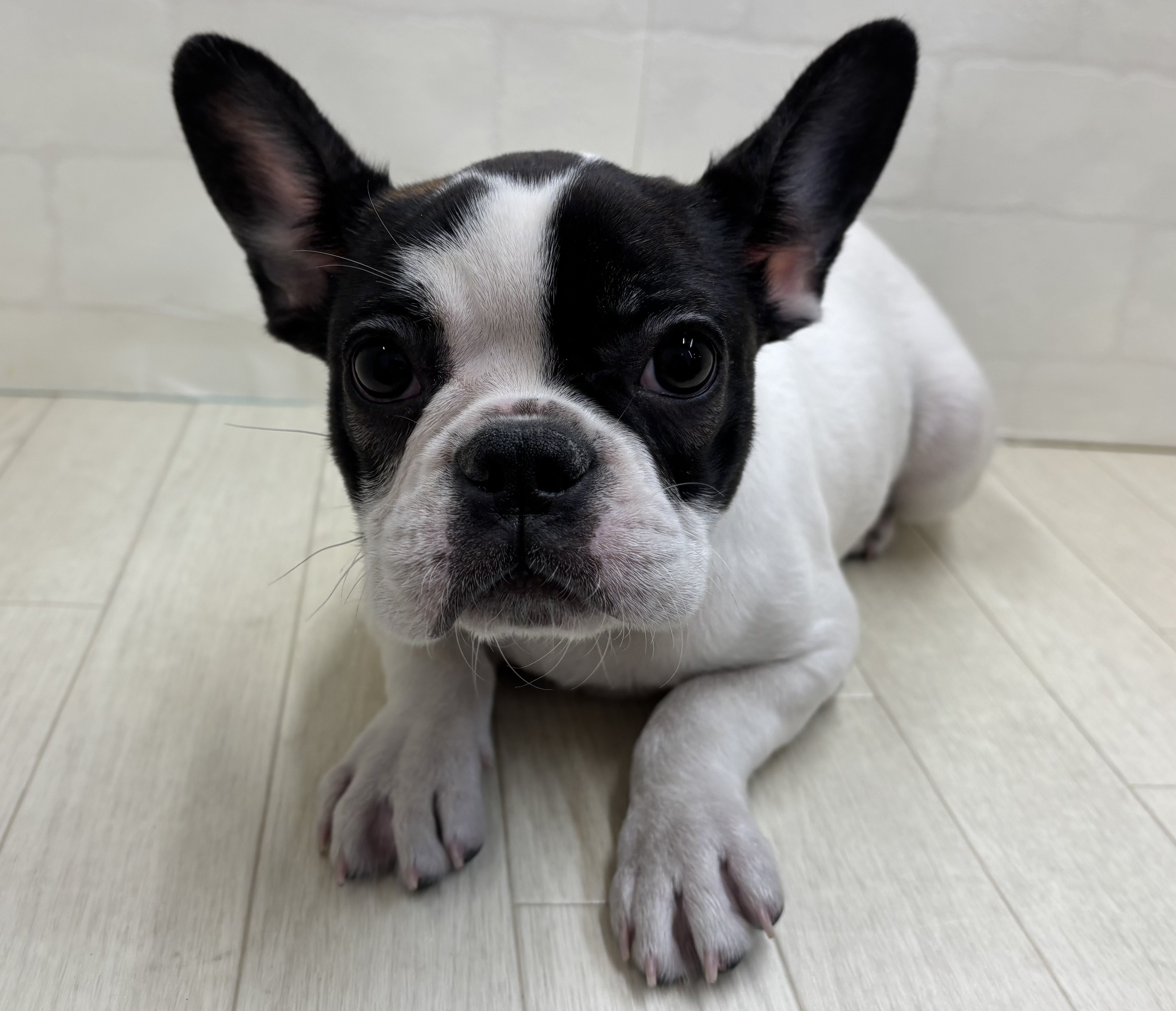 埼玉県のフレンチブルドッグ (ペッツワン大利根店/2025年11月8日生まれ/女の子/パイド)の子犬の1枚目の画像