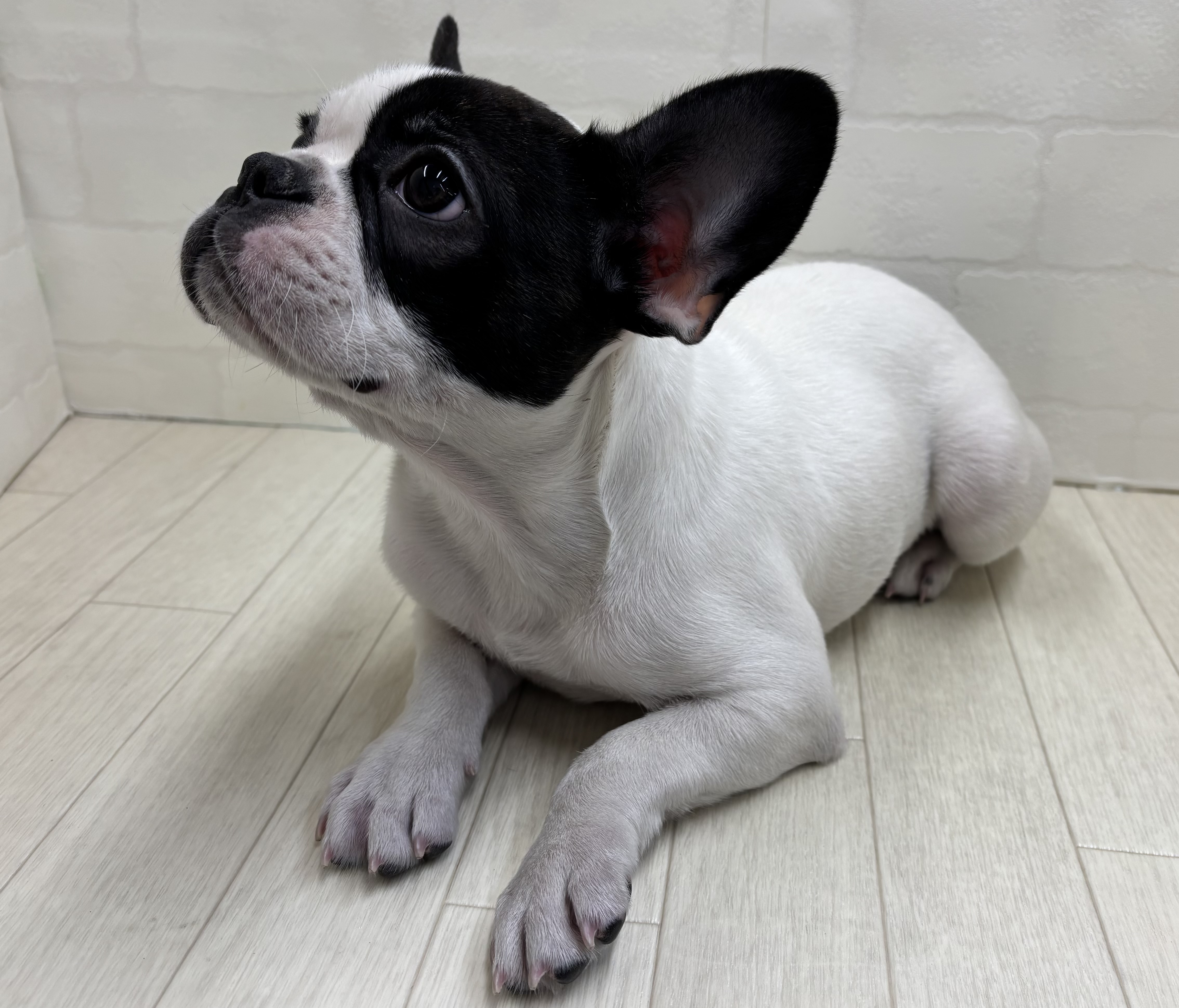 埼玉県のフレンチブルドッグ (ペッツワン大利根店/2025年11月8日生まれ/女の子/パイド)の子犬の2枚目の画像