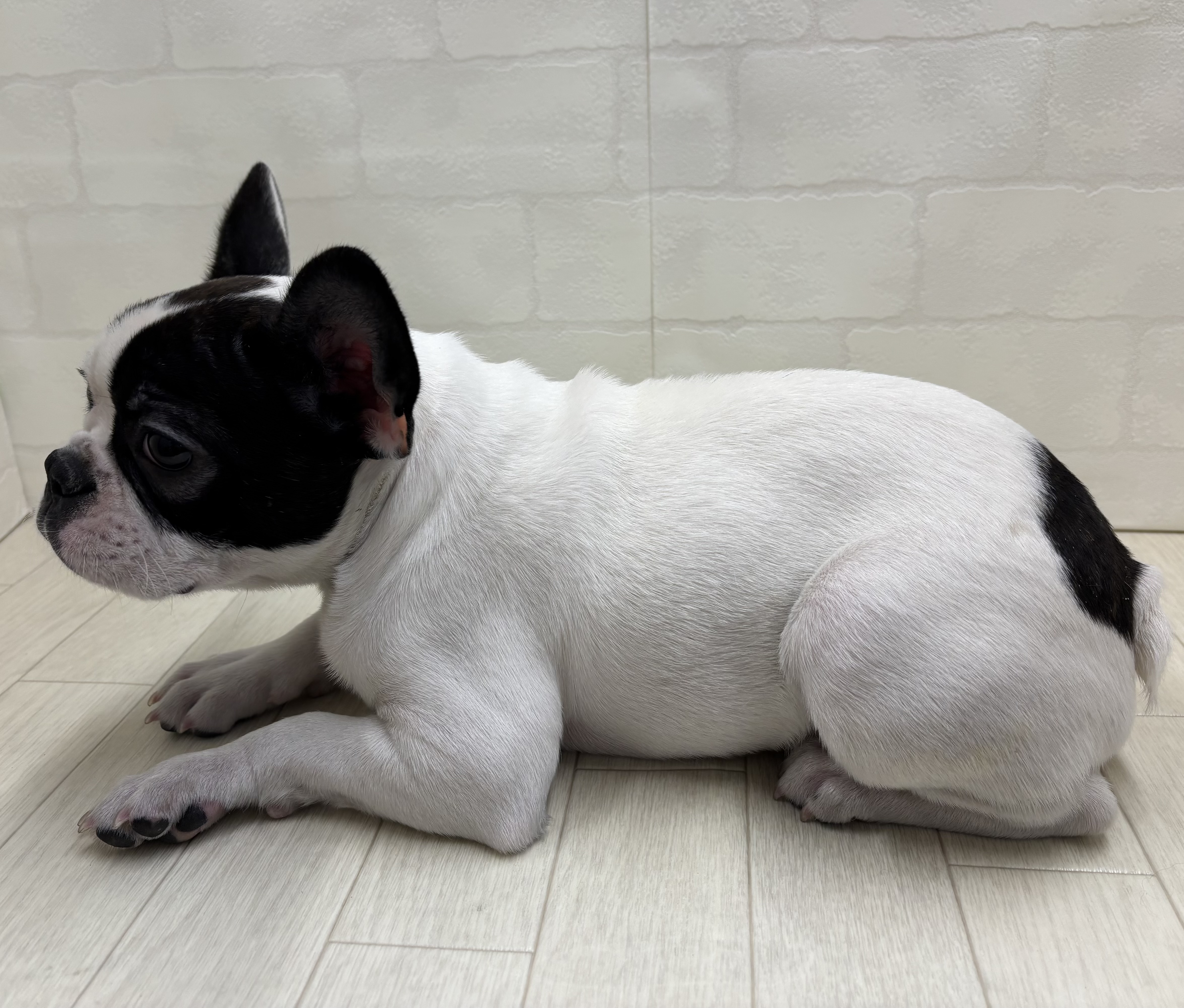 埼玉県のフレンチブルドッグ (ペッツワン大利根店/2025年11月8日生まれ/女の子/パイド)の子犬の3枚目の画像