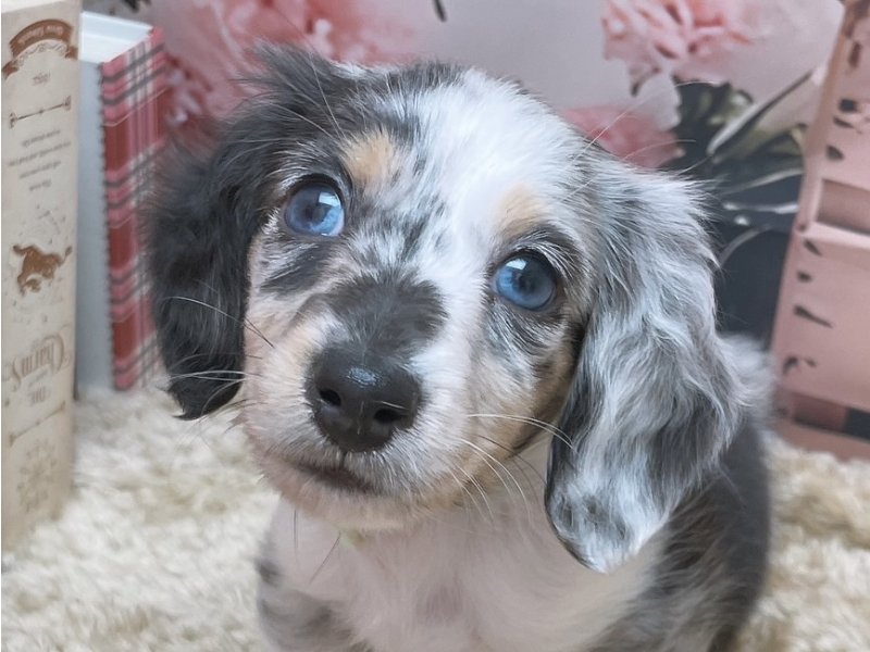 愛知県のミニチュアダックスフンド(ロング) (ペッツワン豊田四郷店/2025年12月11日生まれ/男の子/ブルー)の子犬