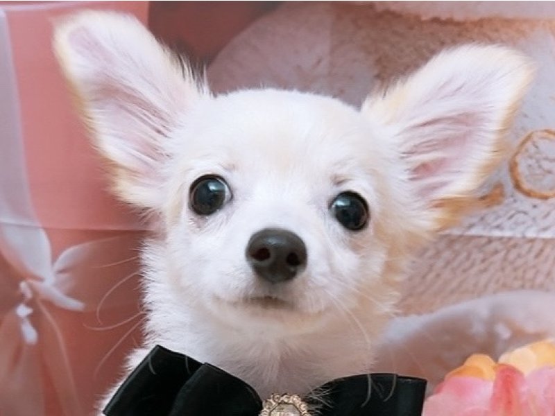 愛知県のハーフ犬・ミックス犬 (ペッツワン豊田四郷店/2025年12月7日生まれ/女の子/クリーム)の子犬