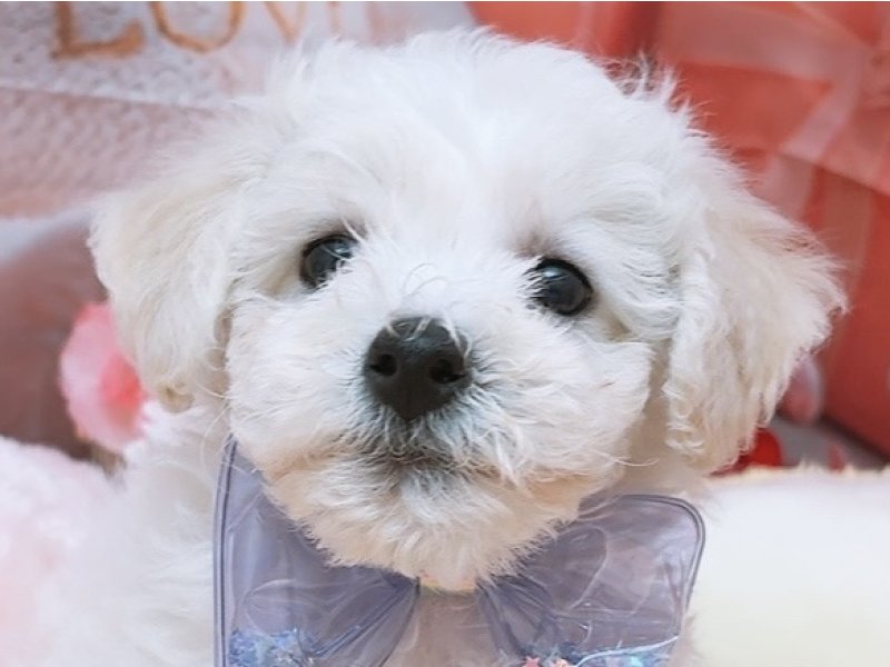 愛知県のビションフリーゼ (ペッツワン豊田四郷店/2026年1月7日生まれ/男の子/ホワイト)の子犬