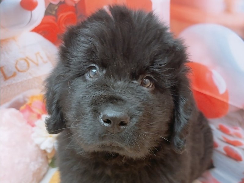 愛知県のニューファンドランド (ペッツワン豊田四郷店/2026年1月17日生まれ/男の子/ブラック)の子犬